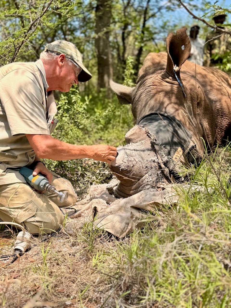 Dr Erik placing a tracking device in the horn of an immobilized rhino