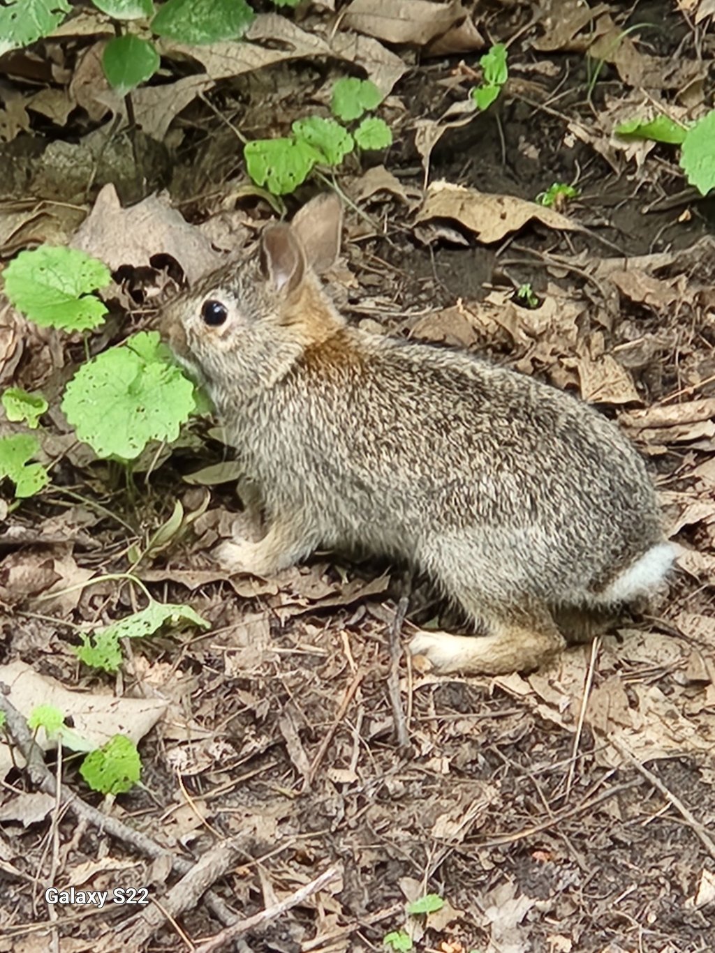 a rabbit