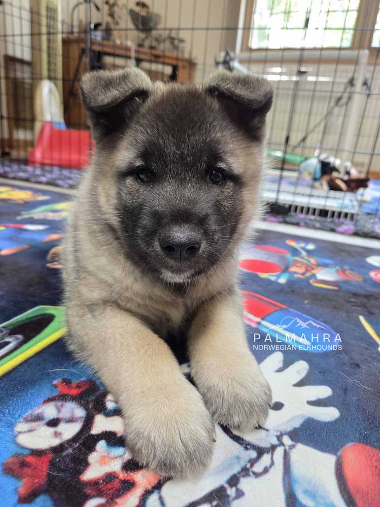 Norwegian Elkhound puppy
