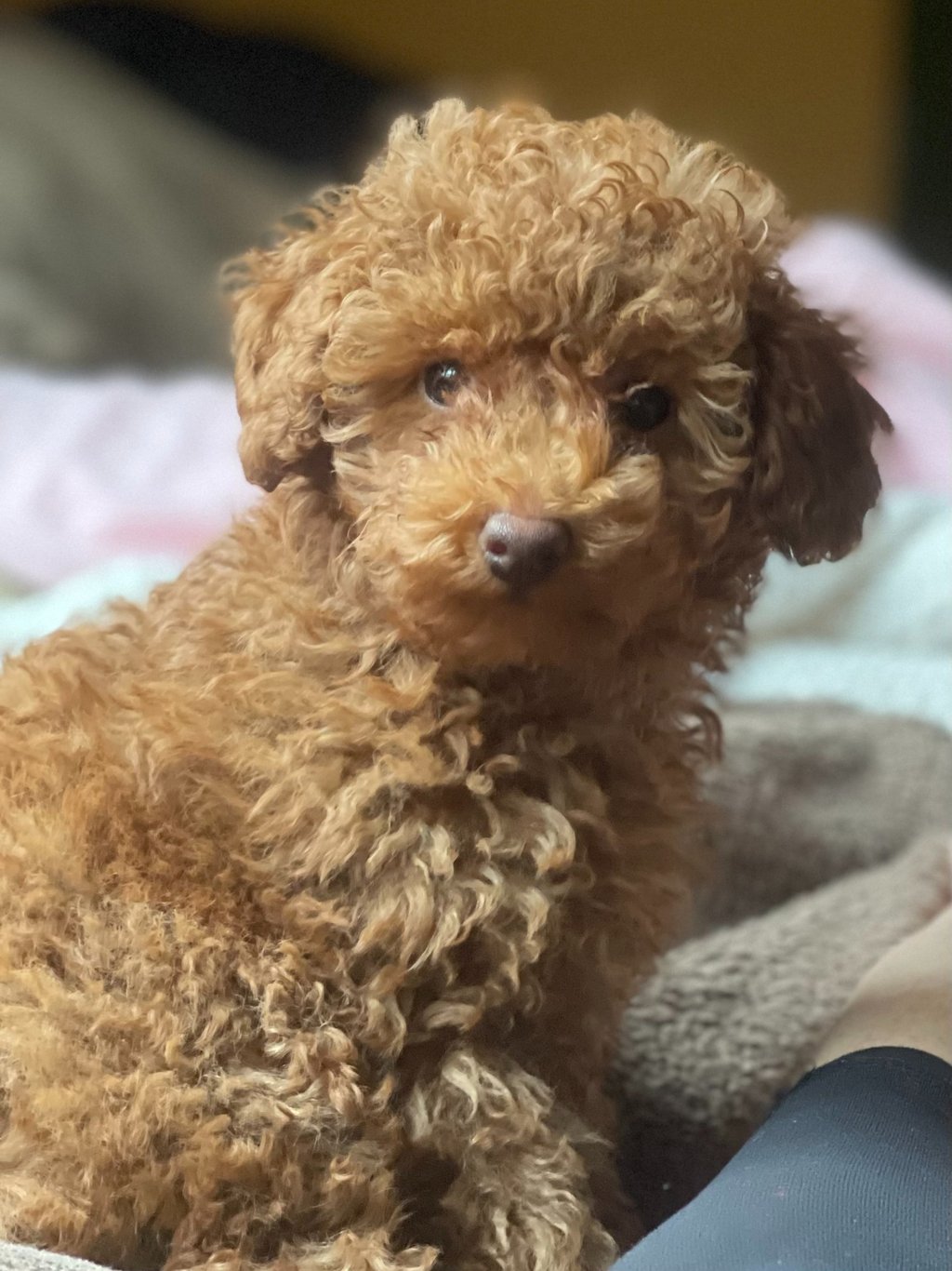 a brown dog is sitting on a blanket