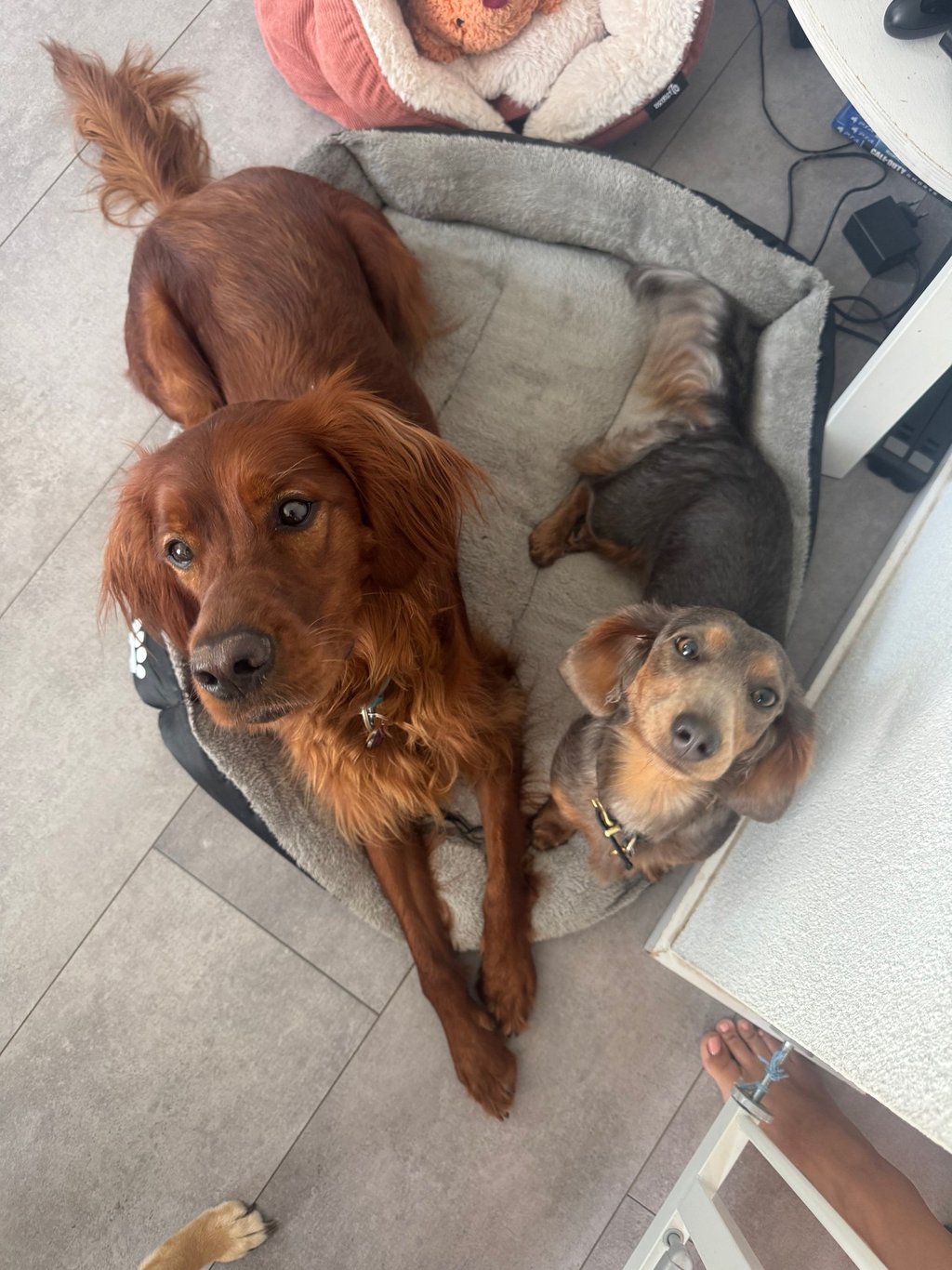 setter irlandais irish setter teckel panier