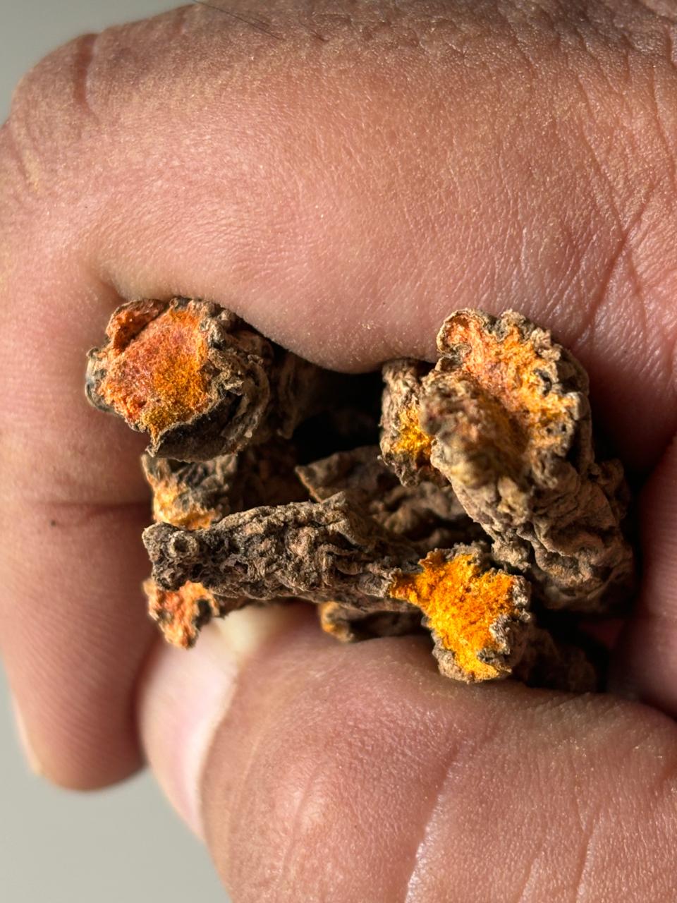 Kocha Turmeric 