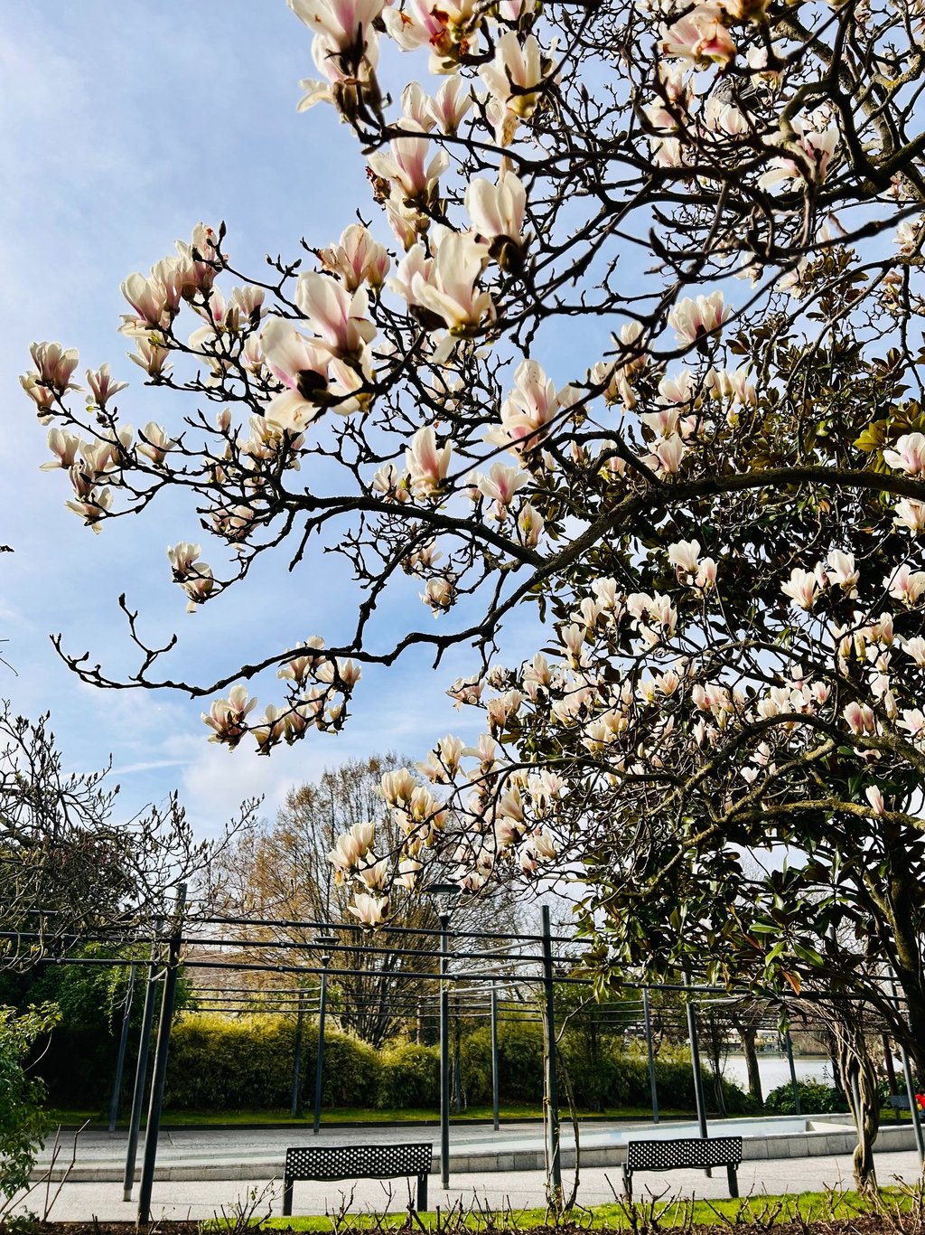 magnolias blanc paris ile de france