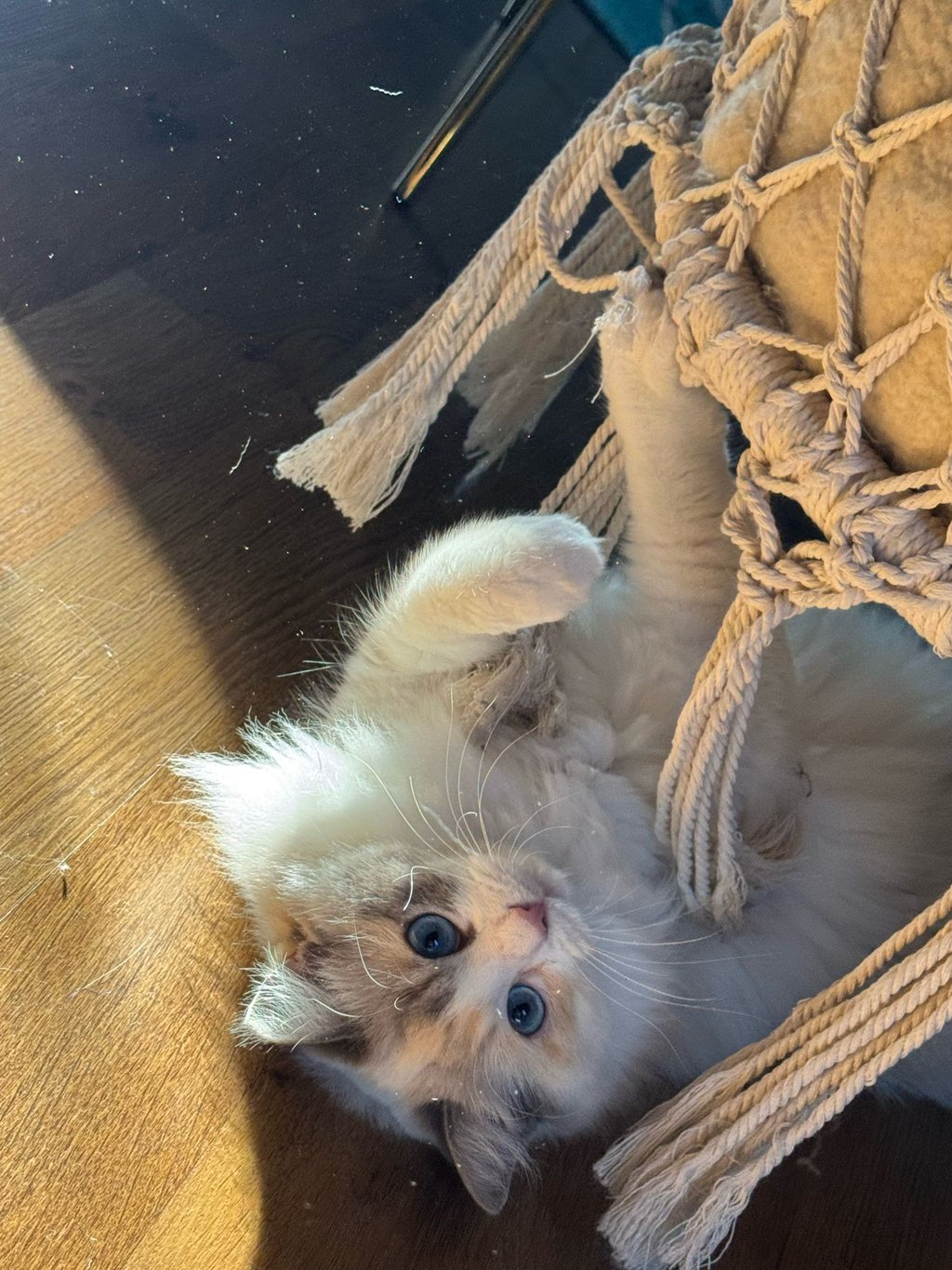 Yuki des Dolls de Mitilo