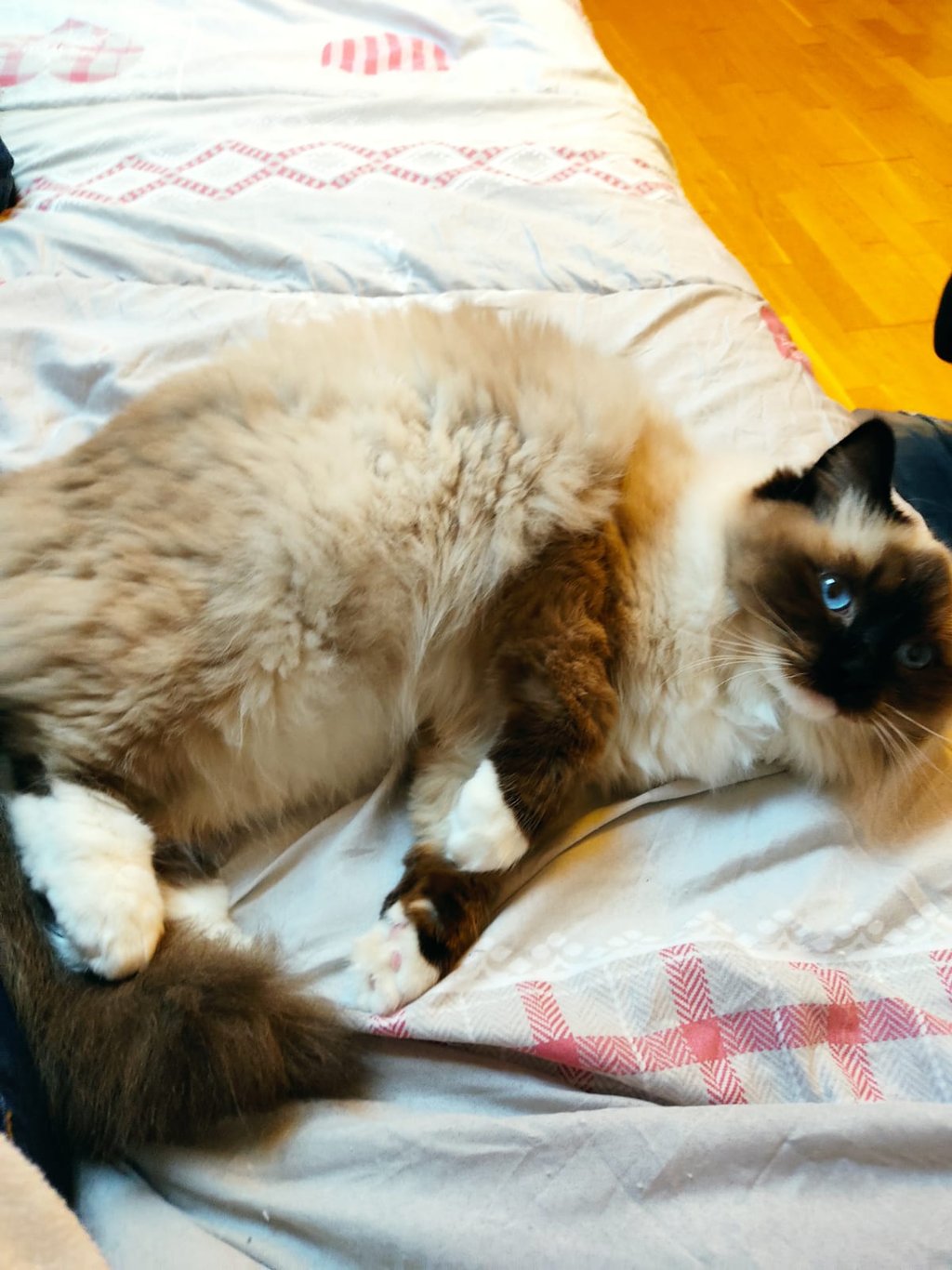 Uoomy des Dolls de Mitilo