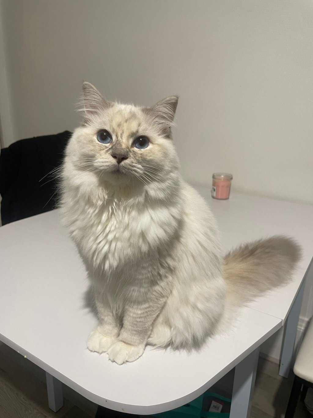 Va Naya des Dolls de Mitilo