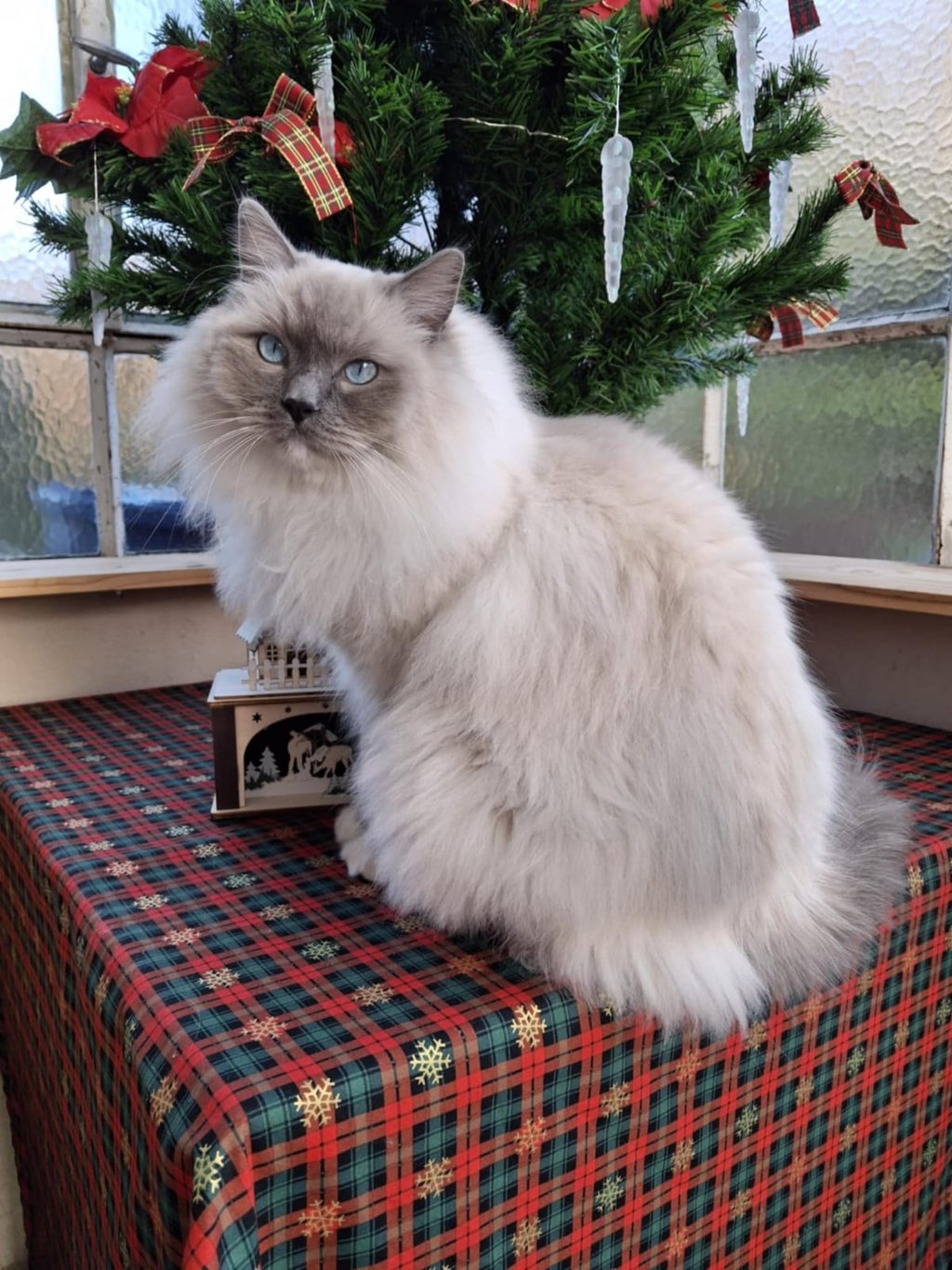 Usty des Dolls de Mitilo