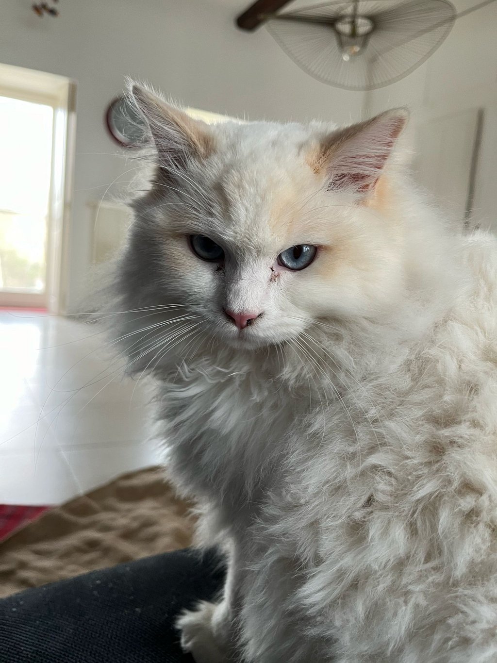 Zazu des Dolls de Mitilo