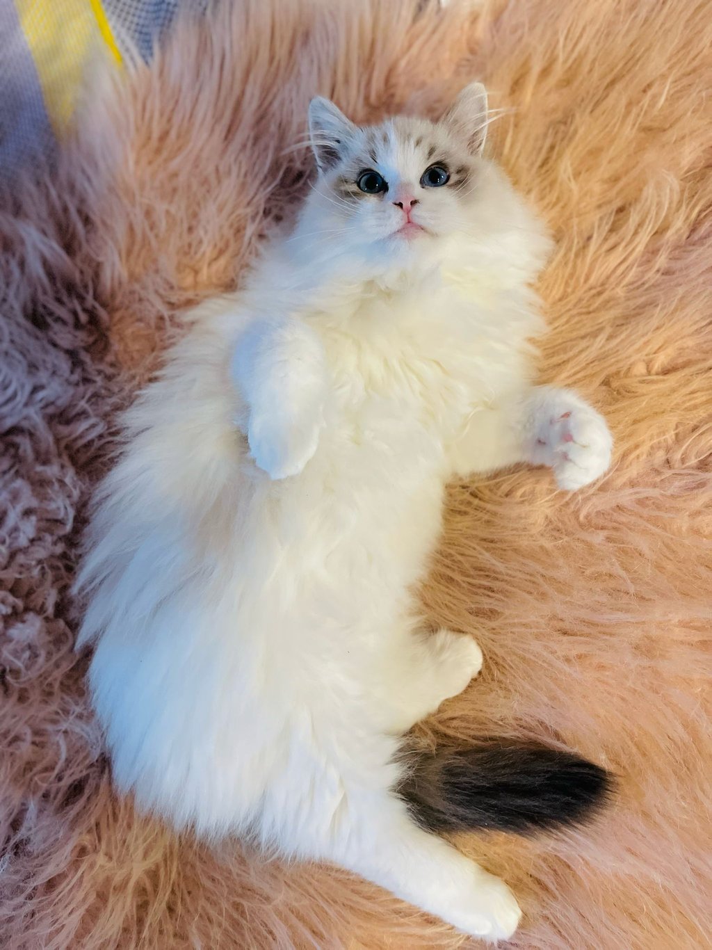 V Bao des Dolls de Mitilo