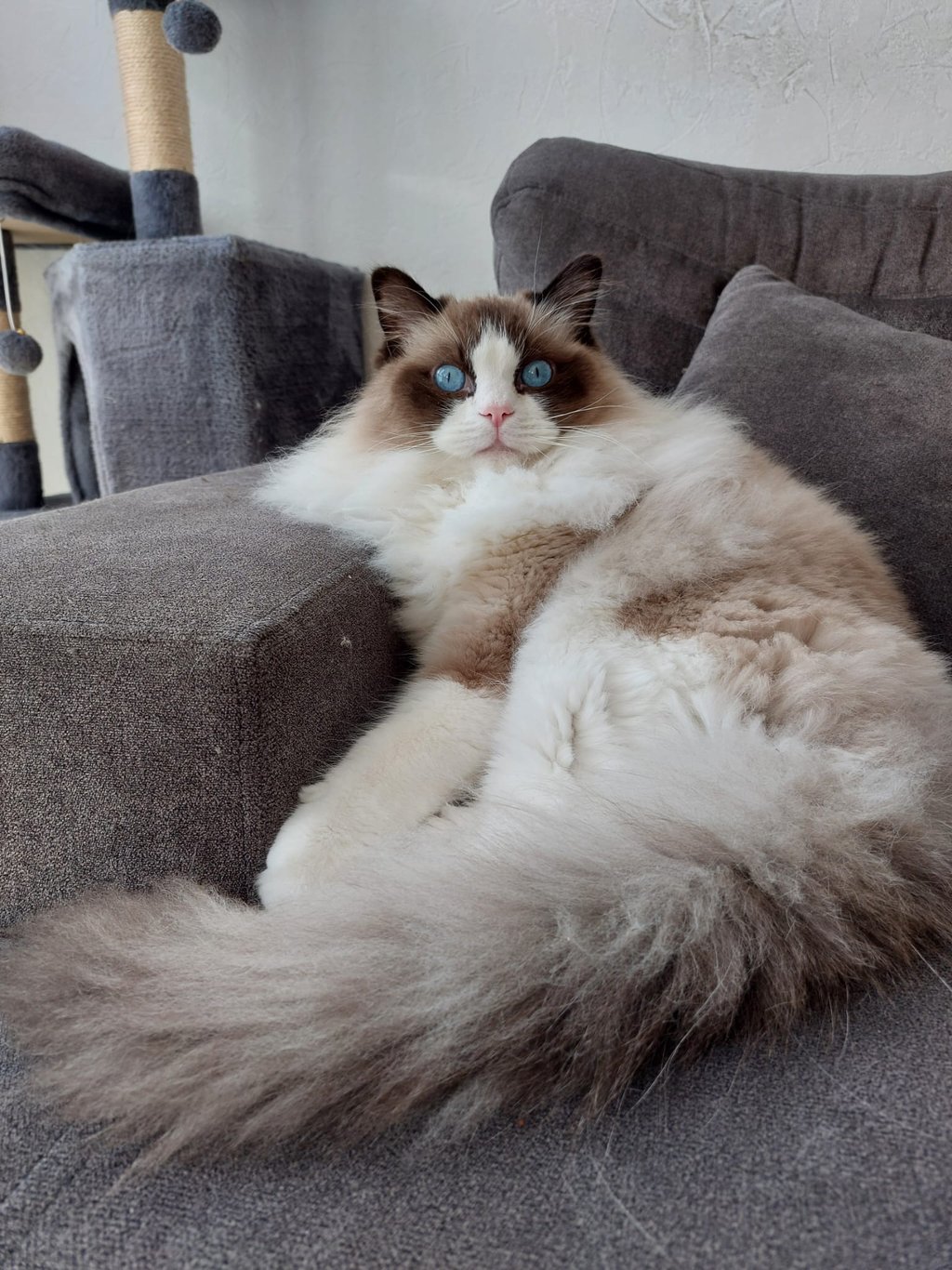 Vasco des Dolls de Mitilo