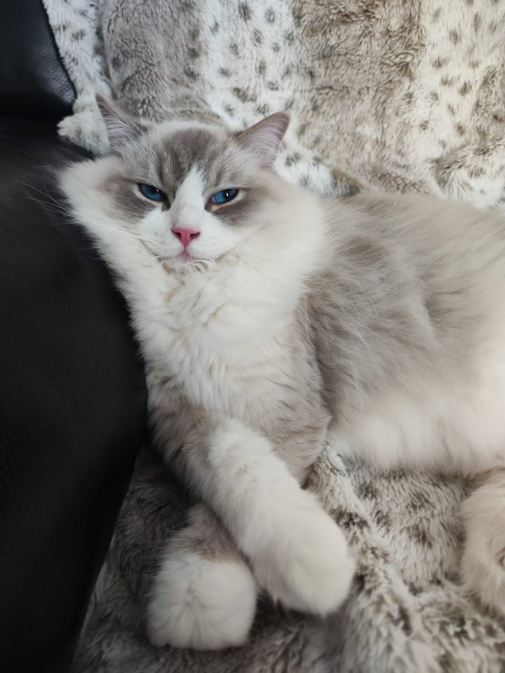 Simba des Dolls de Mitilo