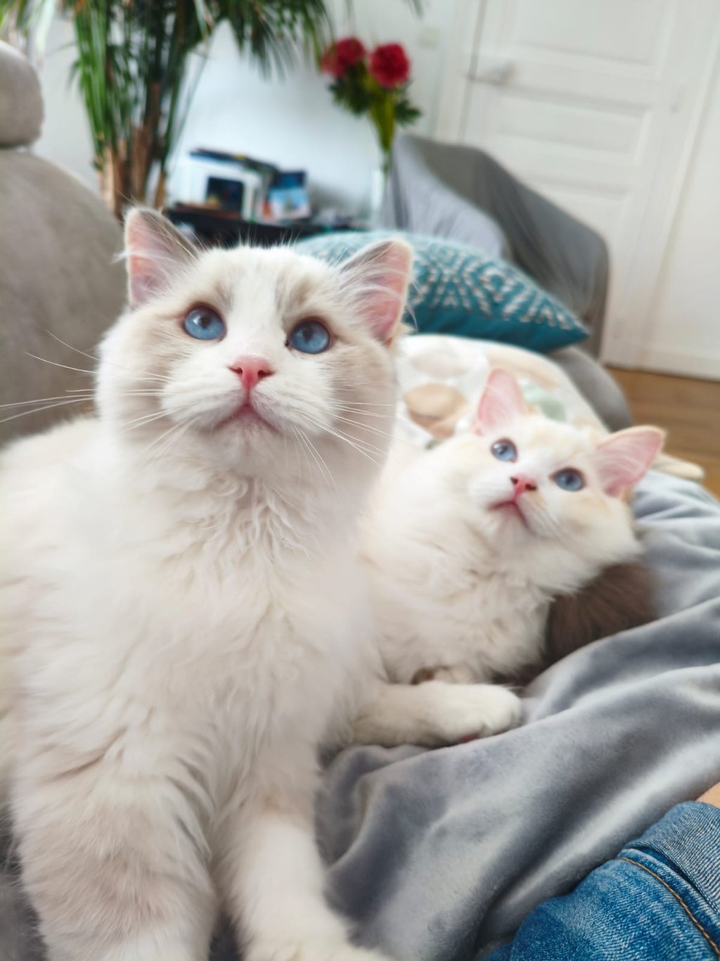 Aristo et Alba des Dolls de Mitilo