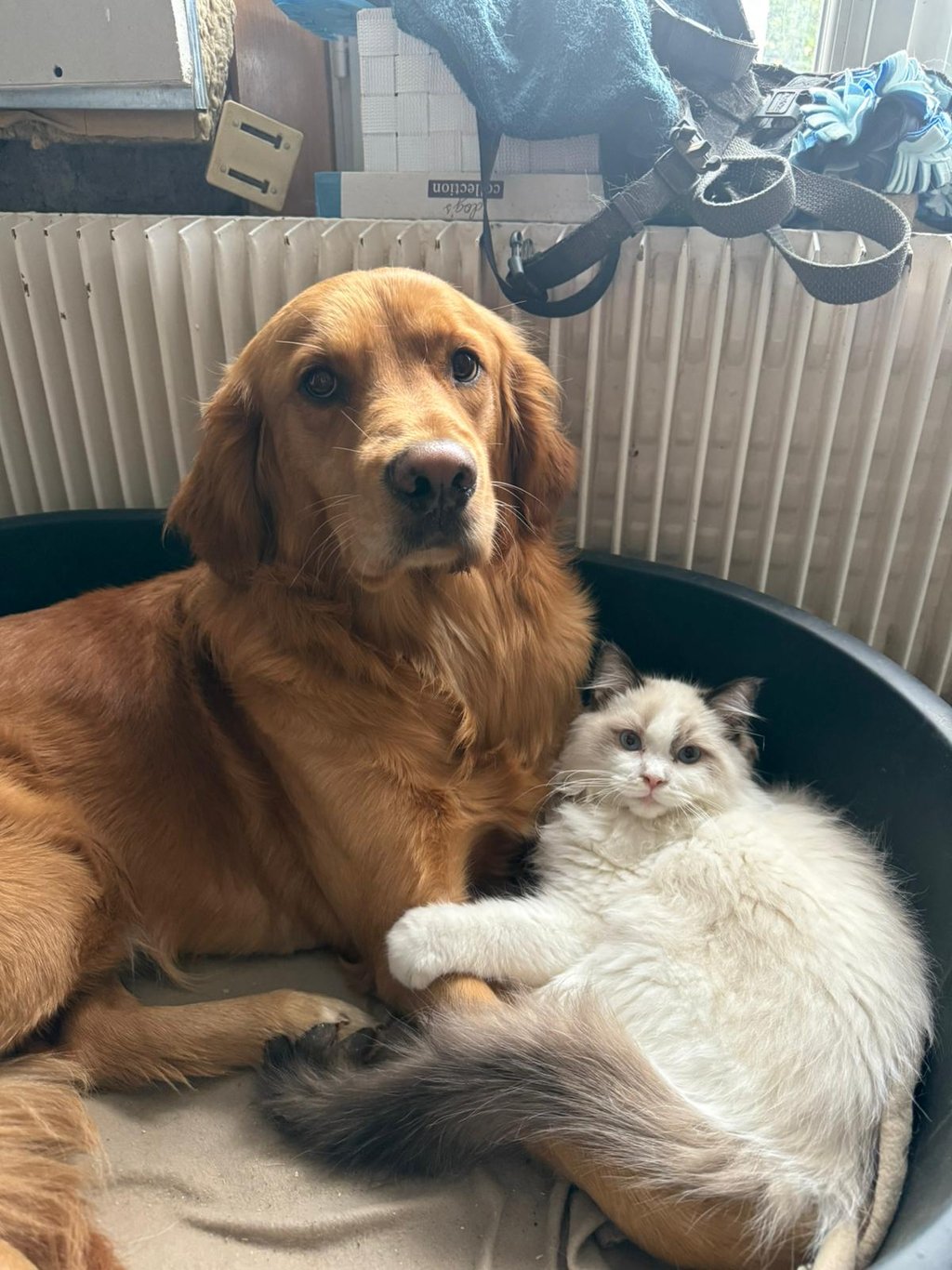 A Neko des Dolls de Mitilo