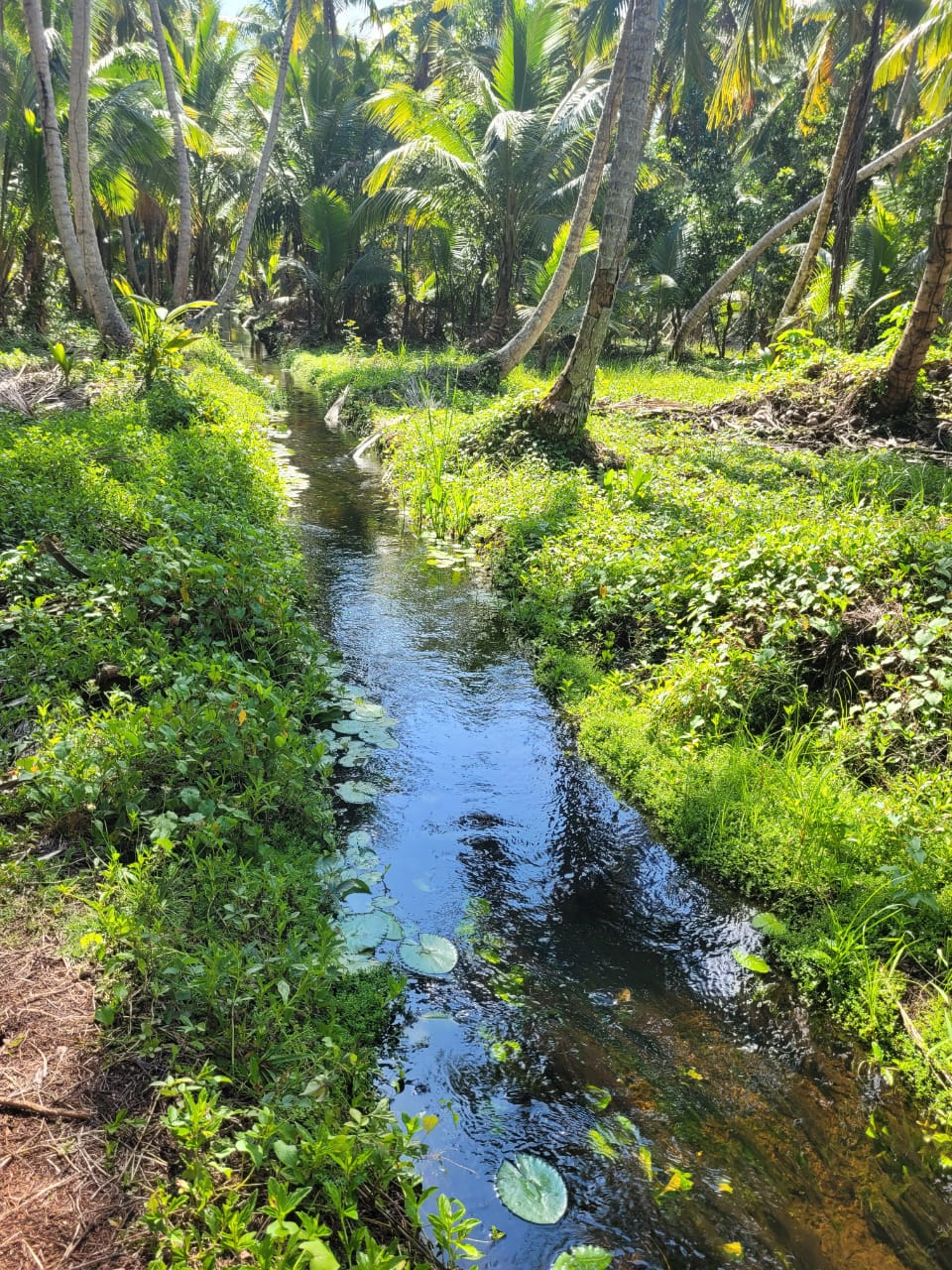 Moving brook with clear water amid palms;Arroyo en movimiento con agua clara entre palmeras
