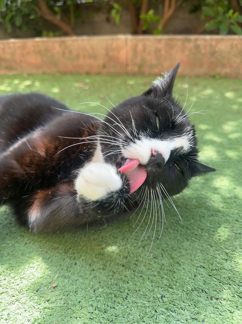Gatto barf