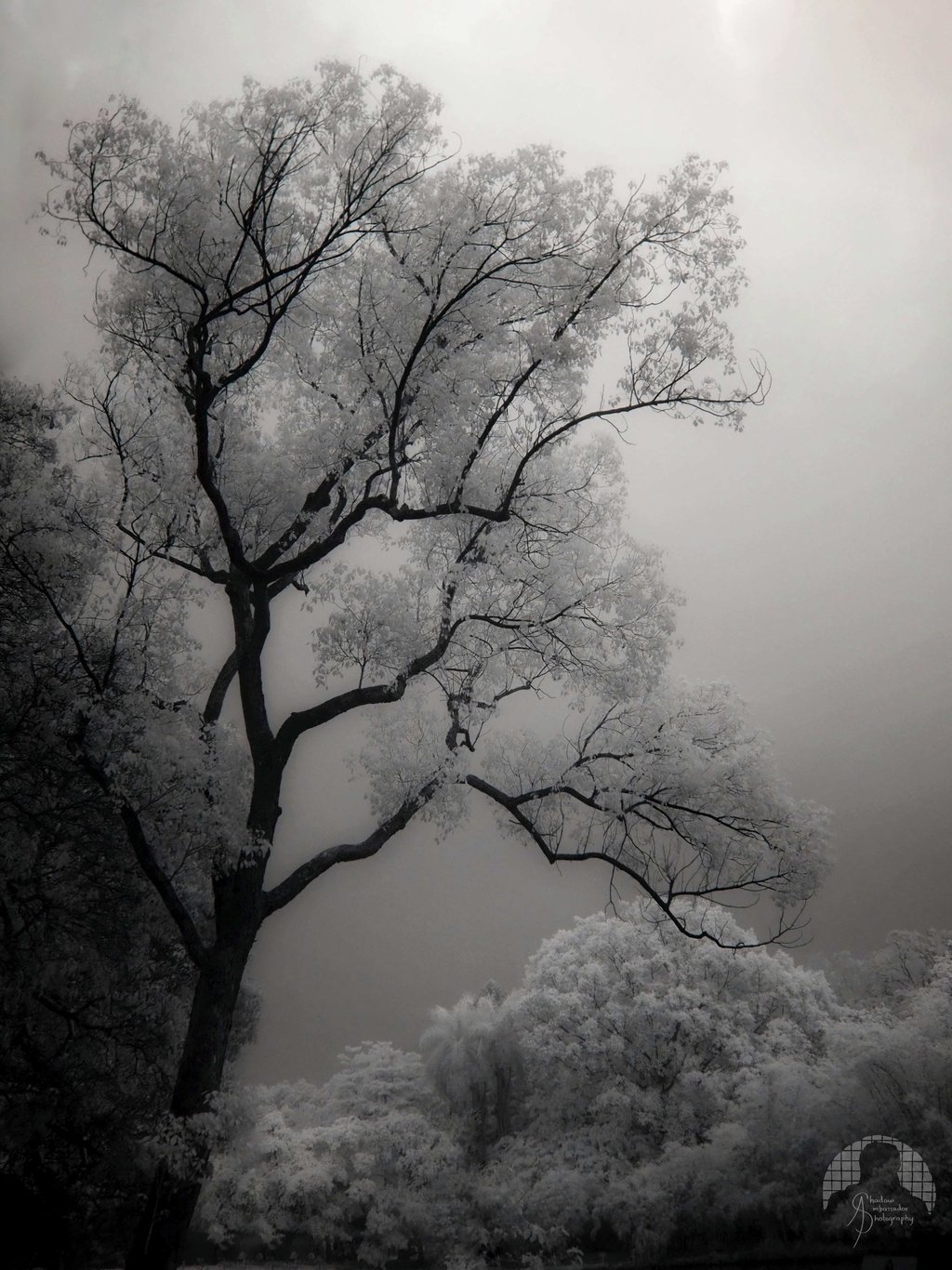 The Invisible Light