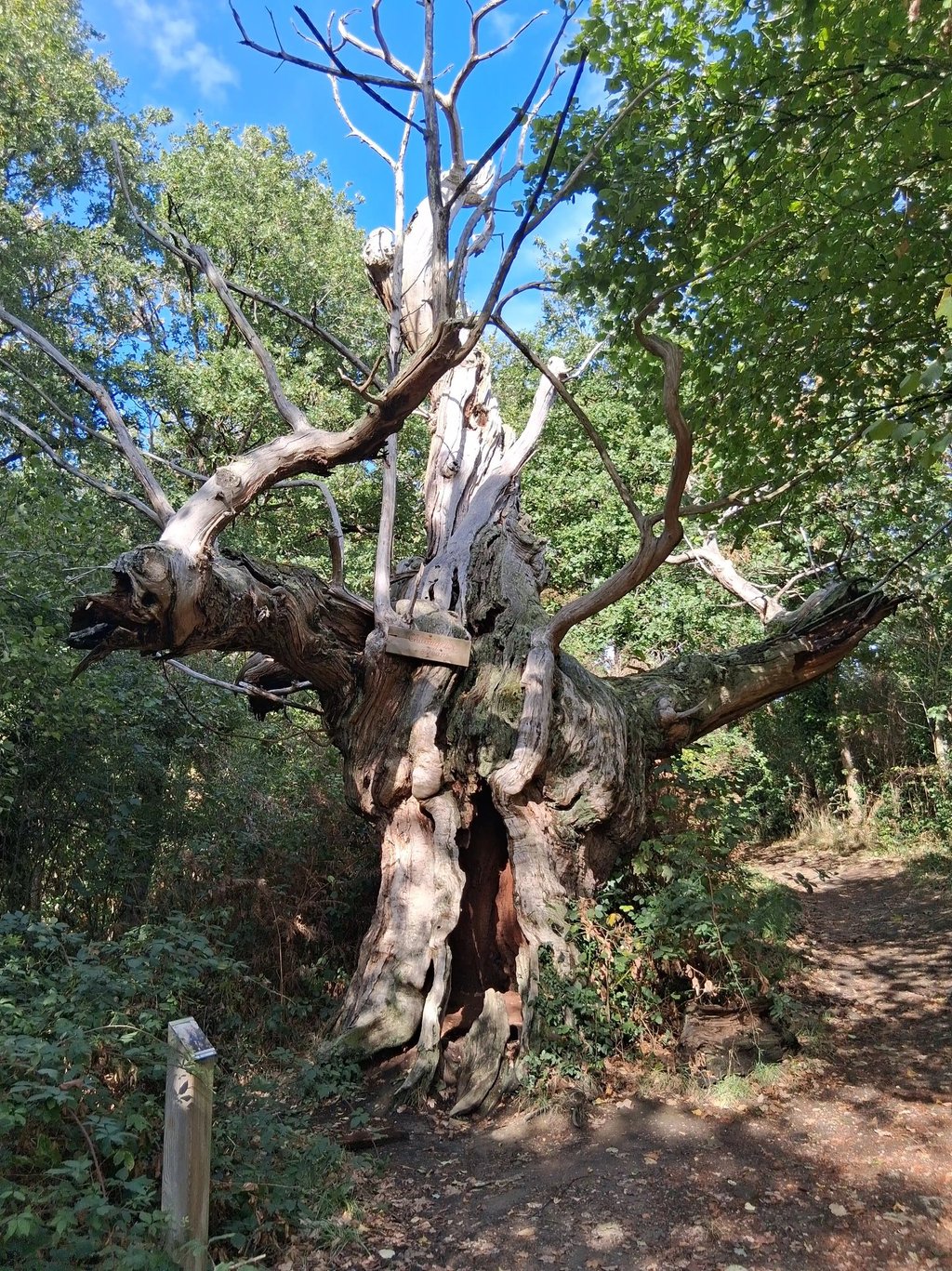 chataigner arbre remarquable