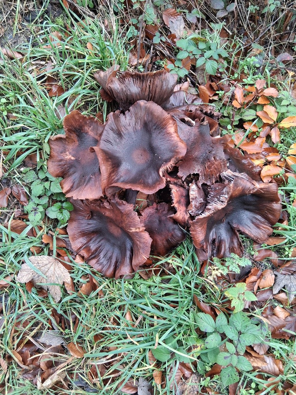 Grosse grappe de champignons