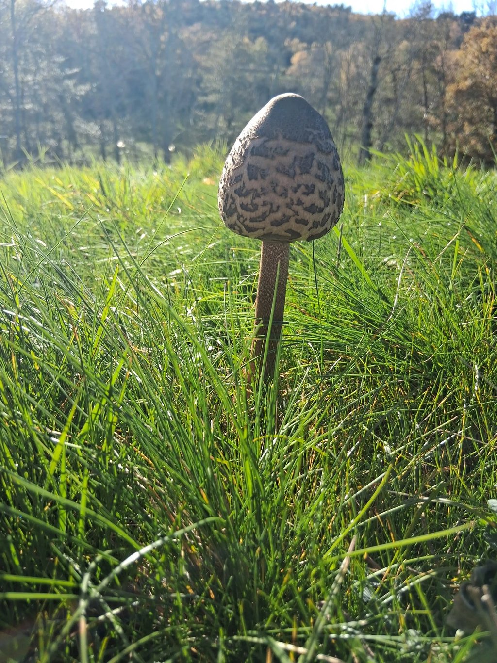 très belle coulemelle