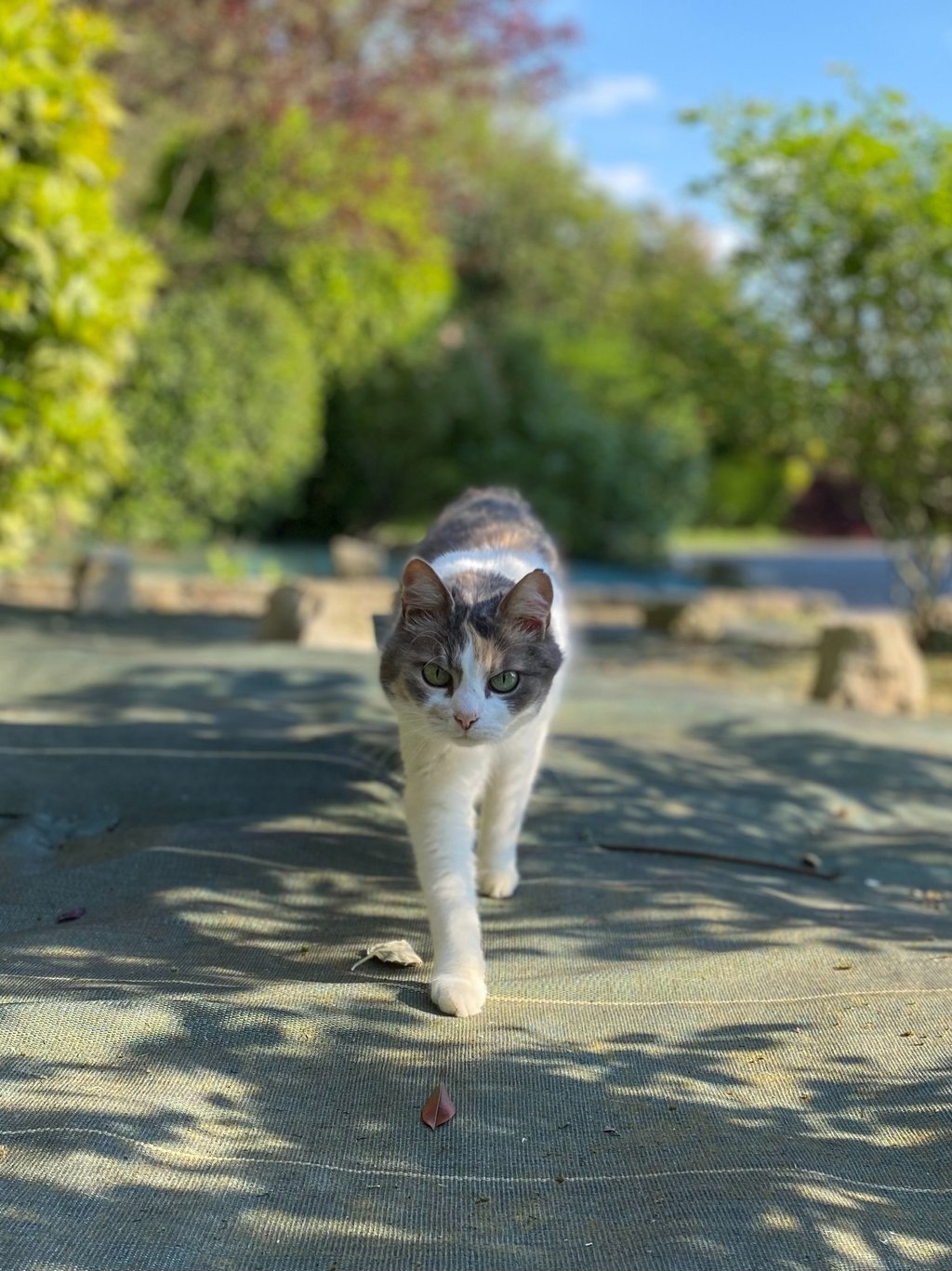 Séance d'ostéopathie pour animaux dans le Hainaut en Belgique