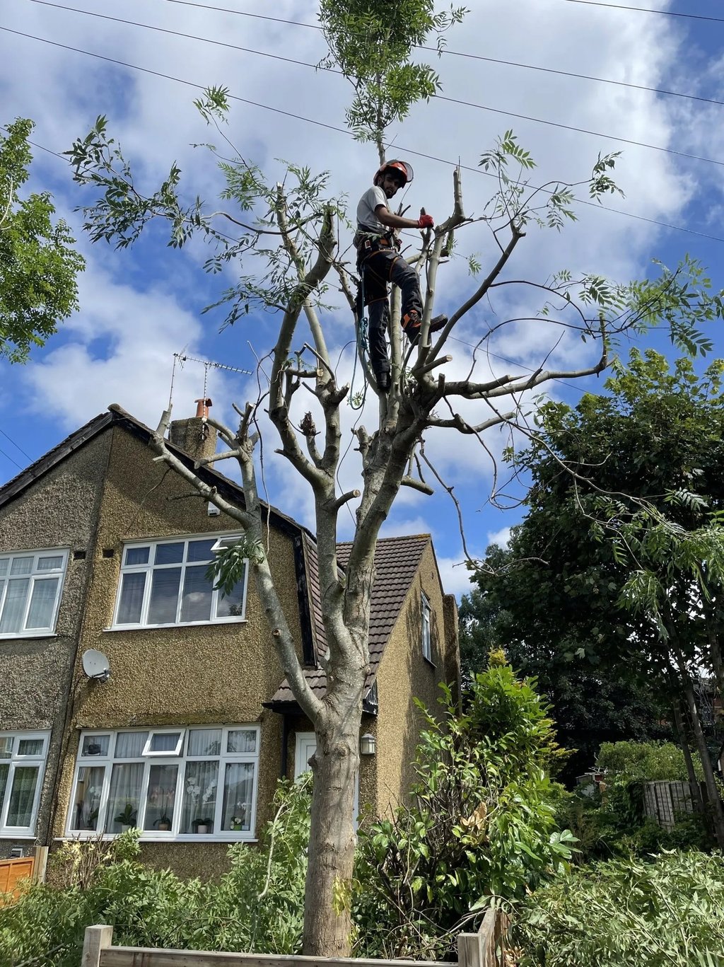 tree cut services at work