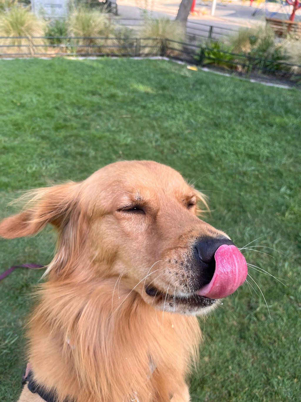 Guarderia con entrenamiento para perros