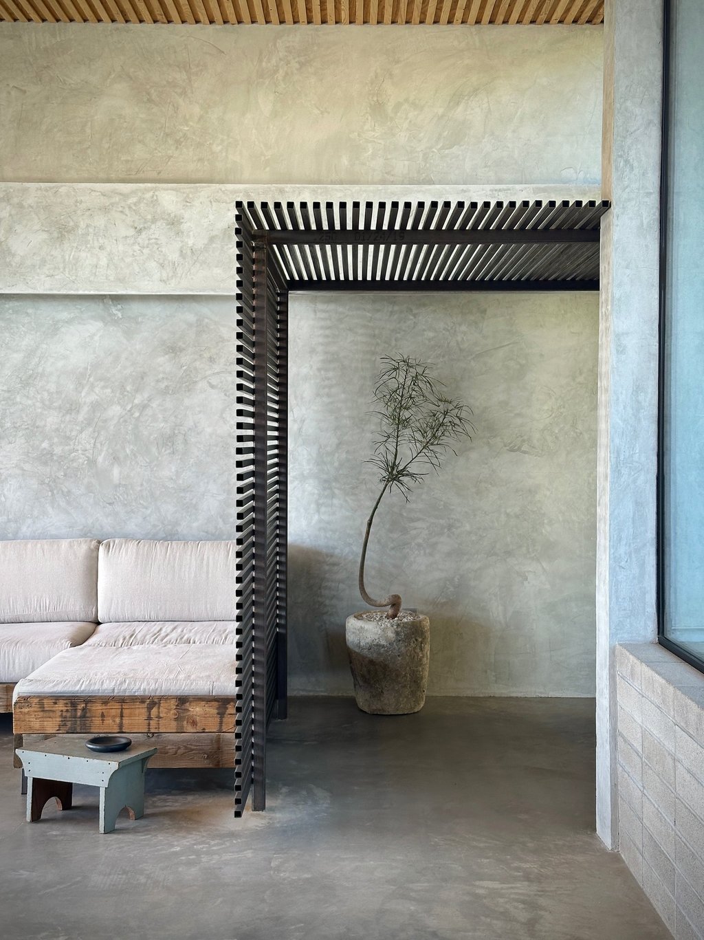 Sculptural brachychiton rupestris in vintage limestone within a Tucson interior by Botanic Bliss Co.