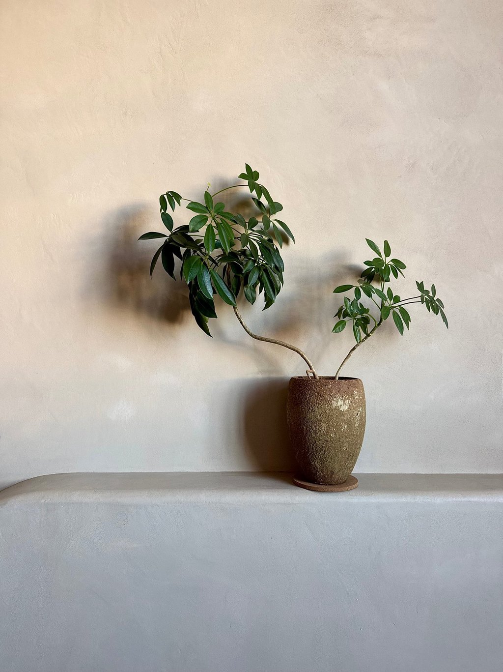 A green Schefflera houseplant in a textured ceramic pot against a beige plaster wall.
