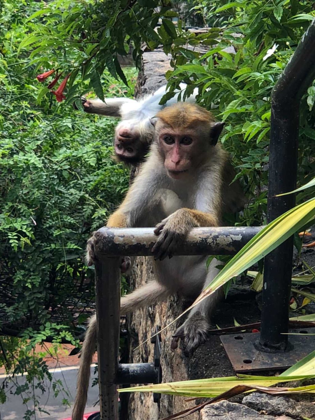małpy siedzą na drzewie, Sri Lanka