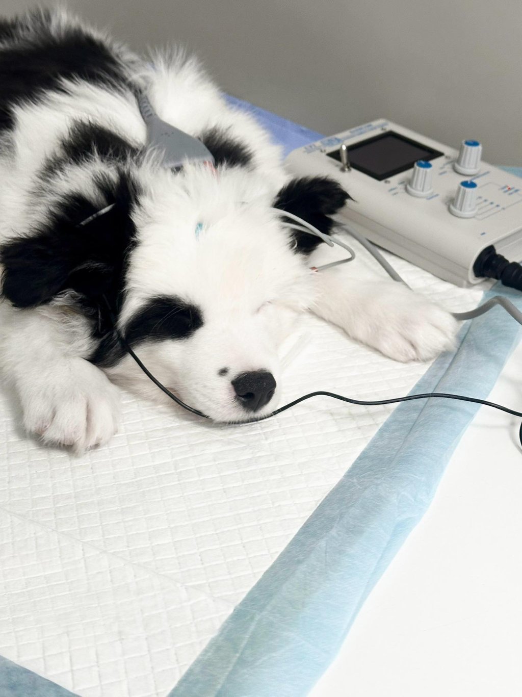 Yakutian laika health testing, BAER test