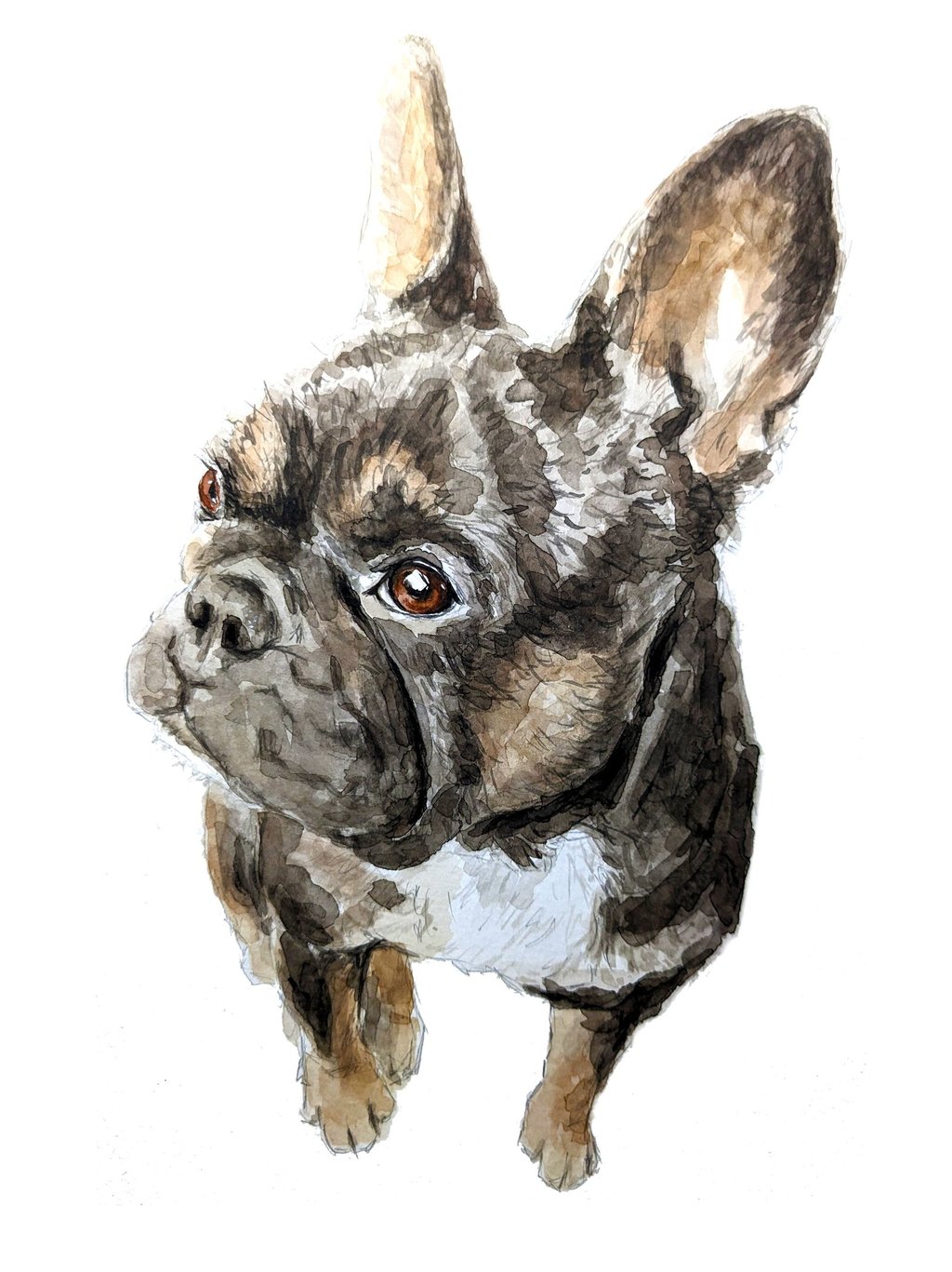 A watercolor painting of a brindle French Bulldog with large ears looking upward on a white background.