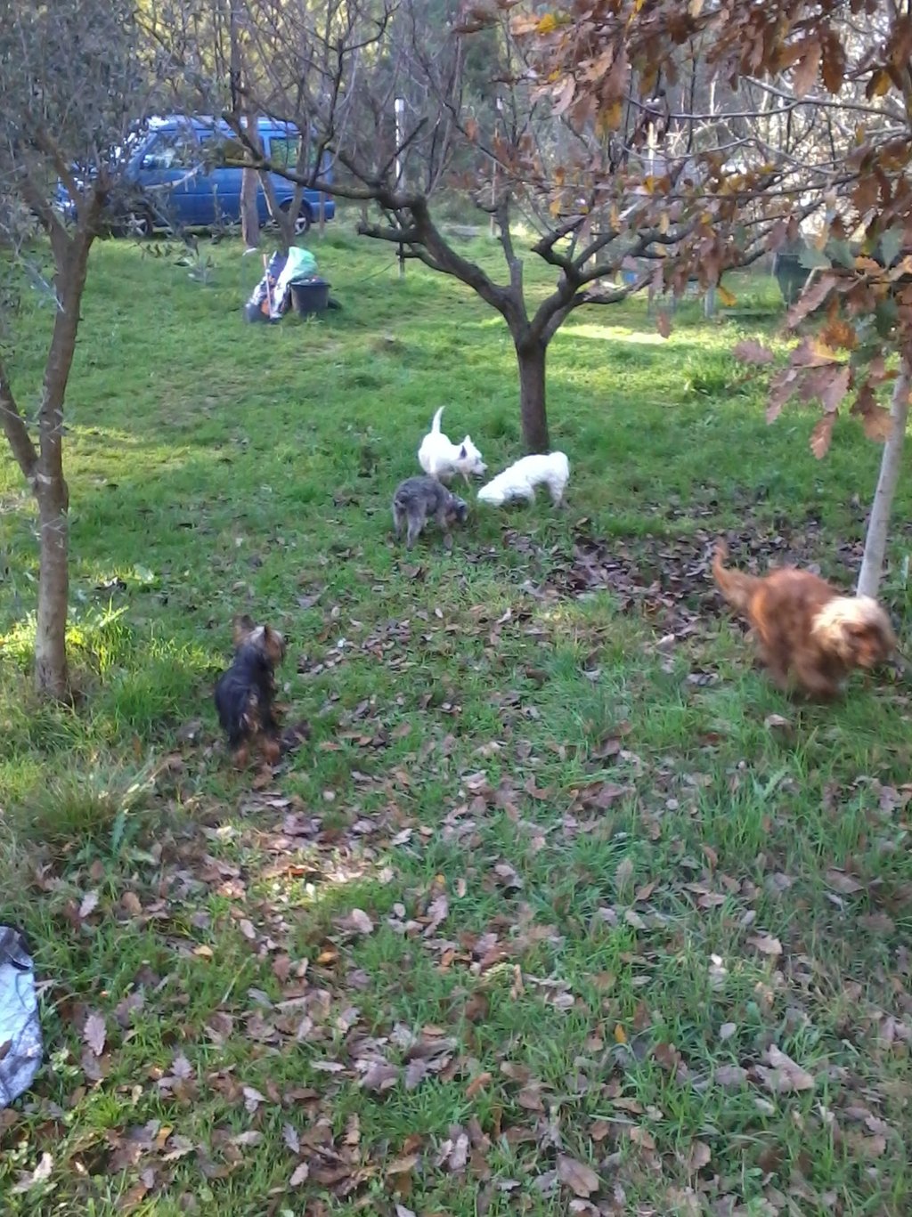 Guardería de día para perros