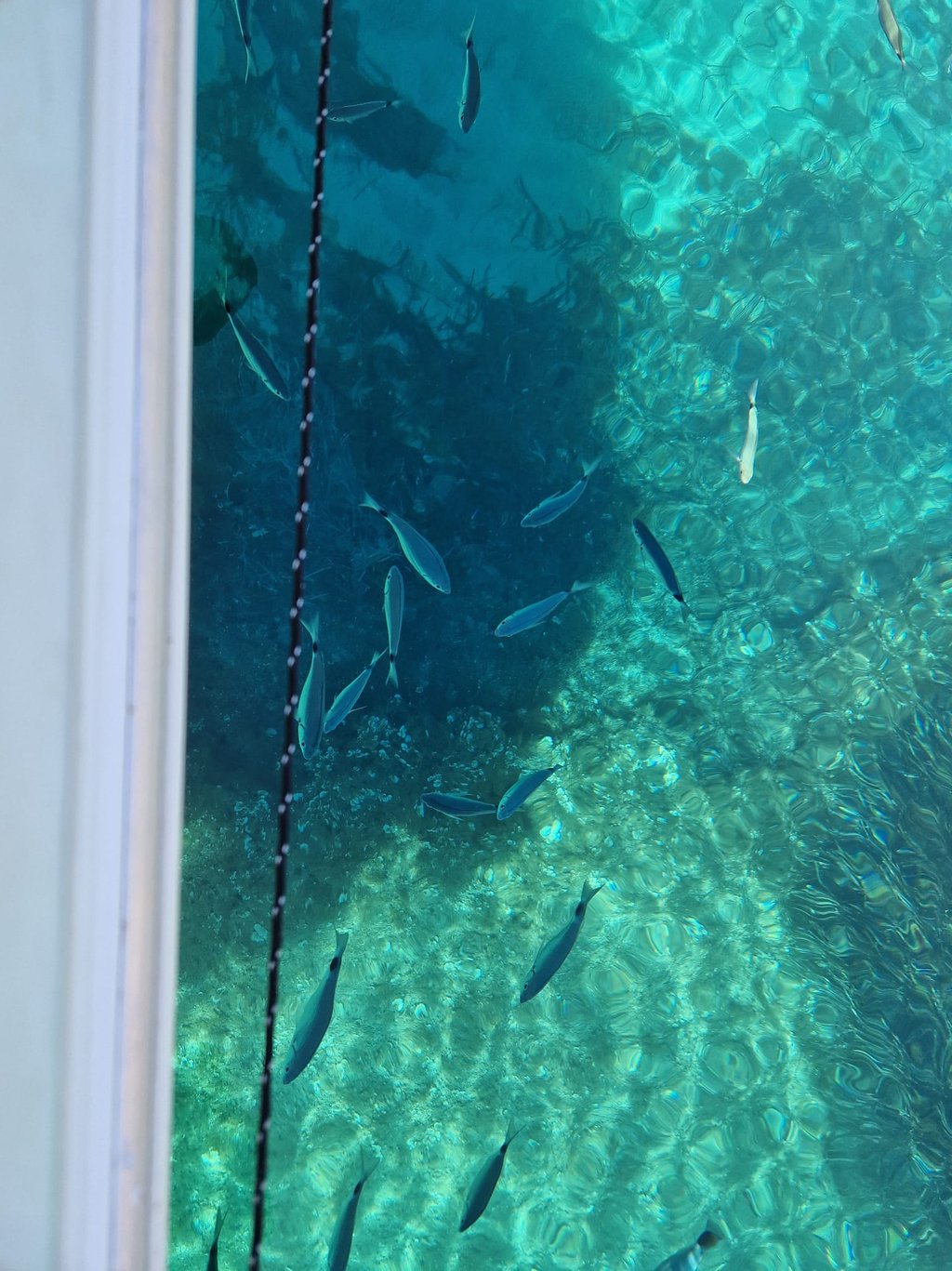 poissons-eau-turquoise-en-bateau