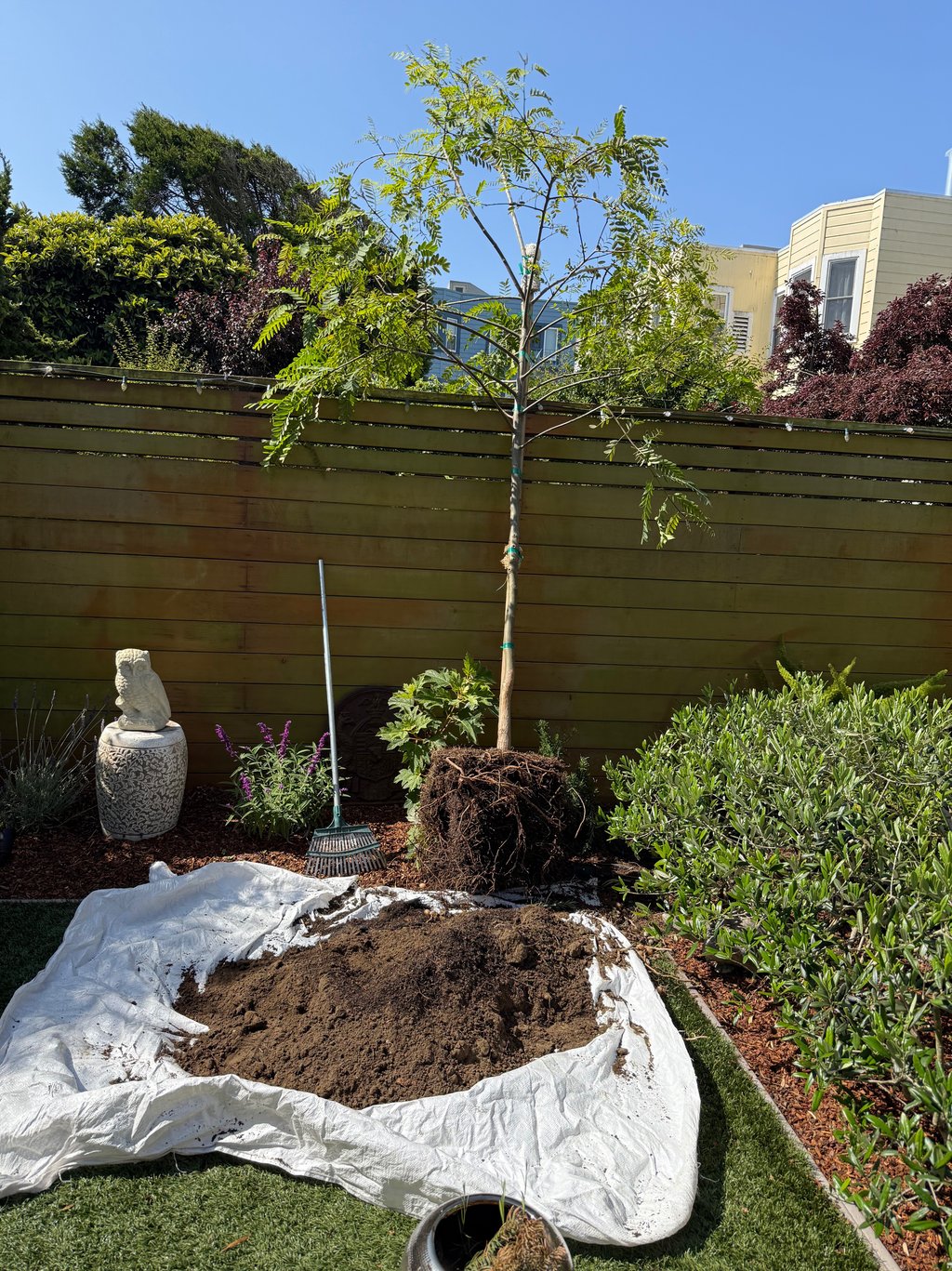 A young tree ready for planting in a backyard garden with fresh soil on a white tarp and landscaping tools.