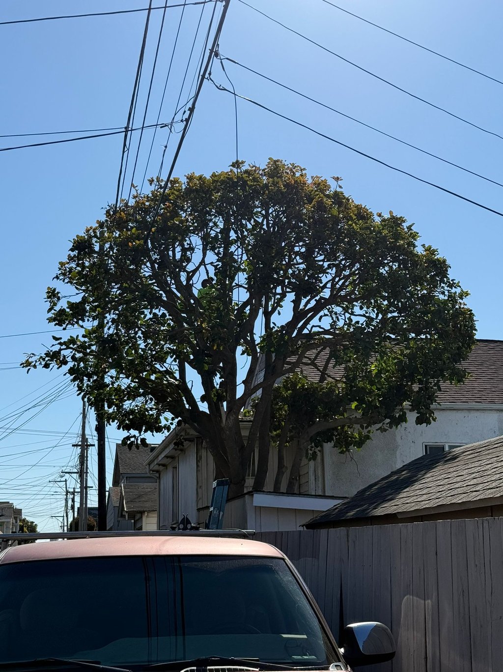 Large green tree in a suburban backyard near power lines under a clear blue sky, highlighting profes