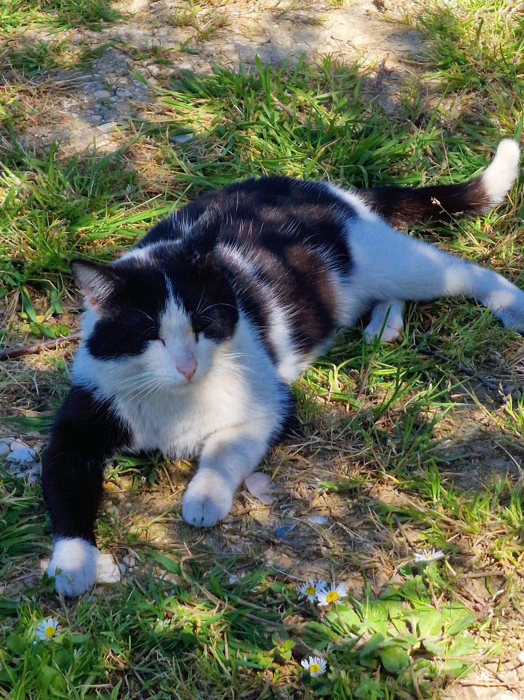 cuccia coibentata per gatti