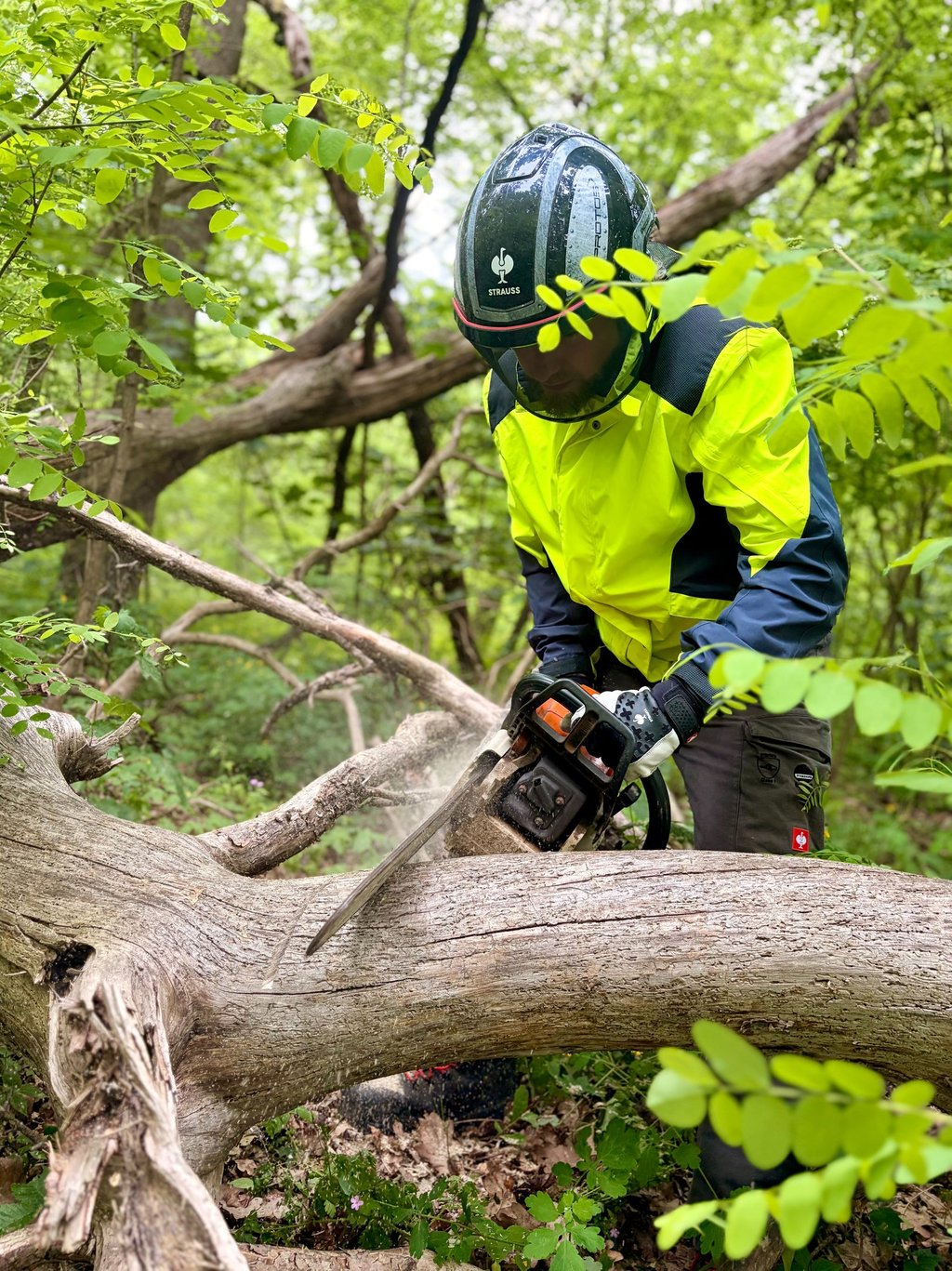 A worker in high-visibility safety gear uses a chainsaw to cut a fallen tree in the woods.