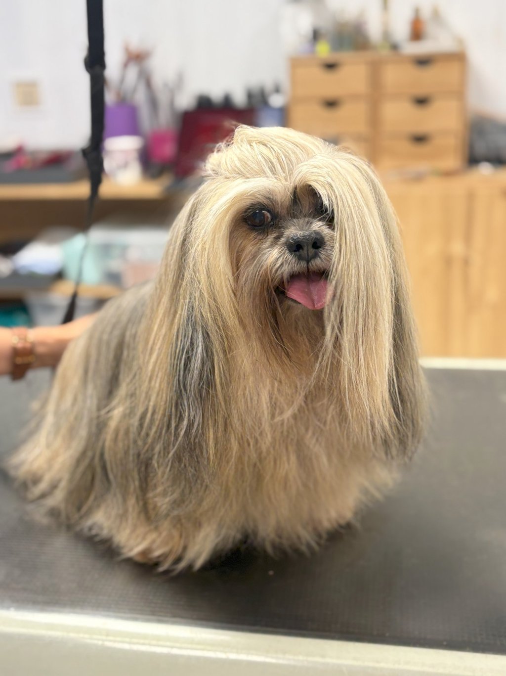 Lhassa Apso en toilettage standard concours