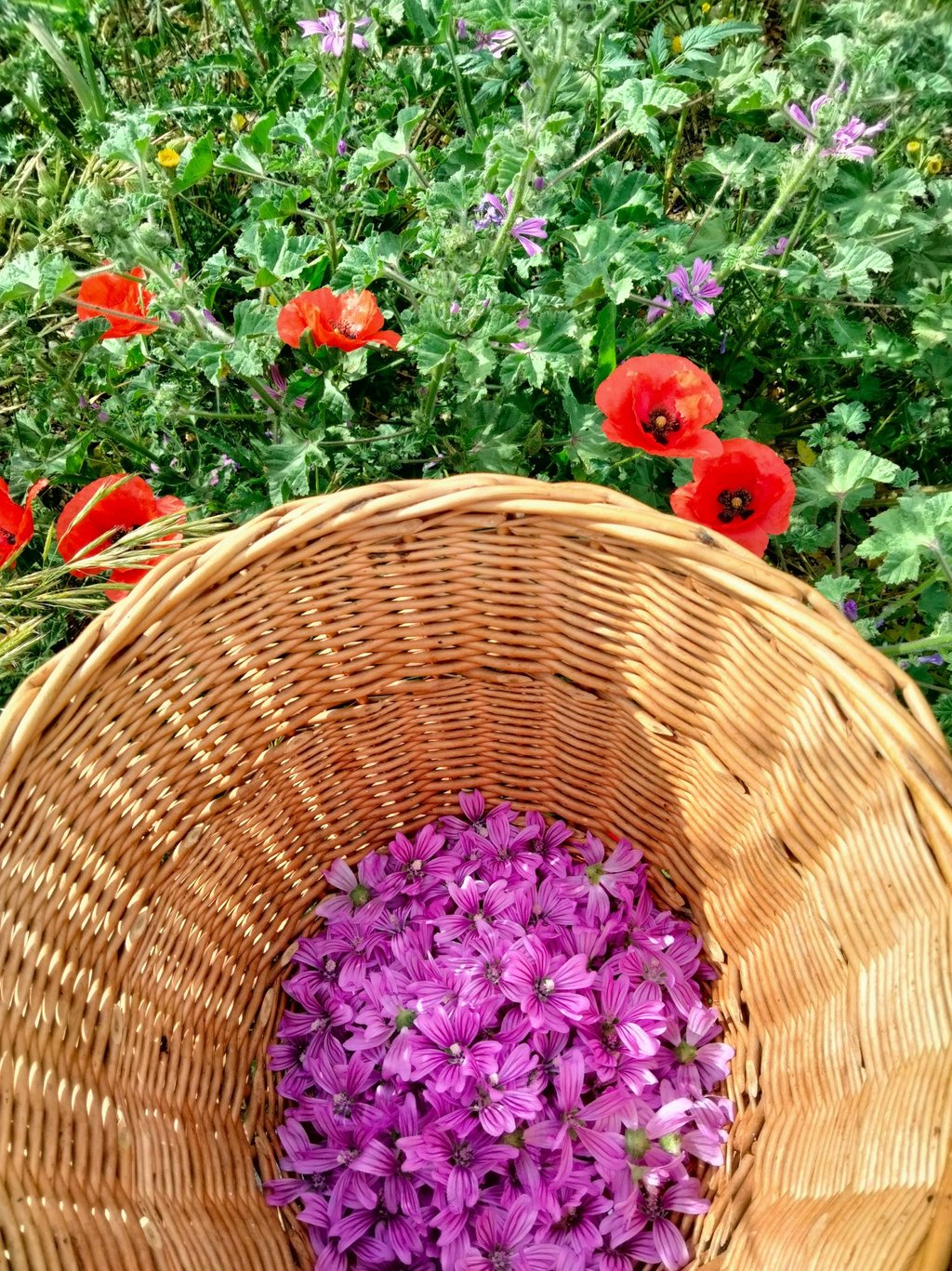 Ateliers herboristerie: Confectionnez vos huiles de soins et cosmétiques à base de plantes