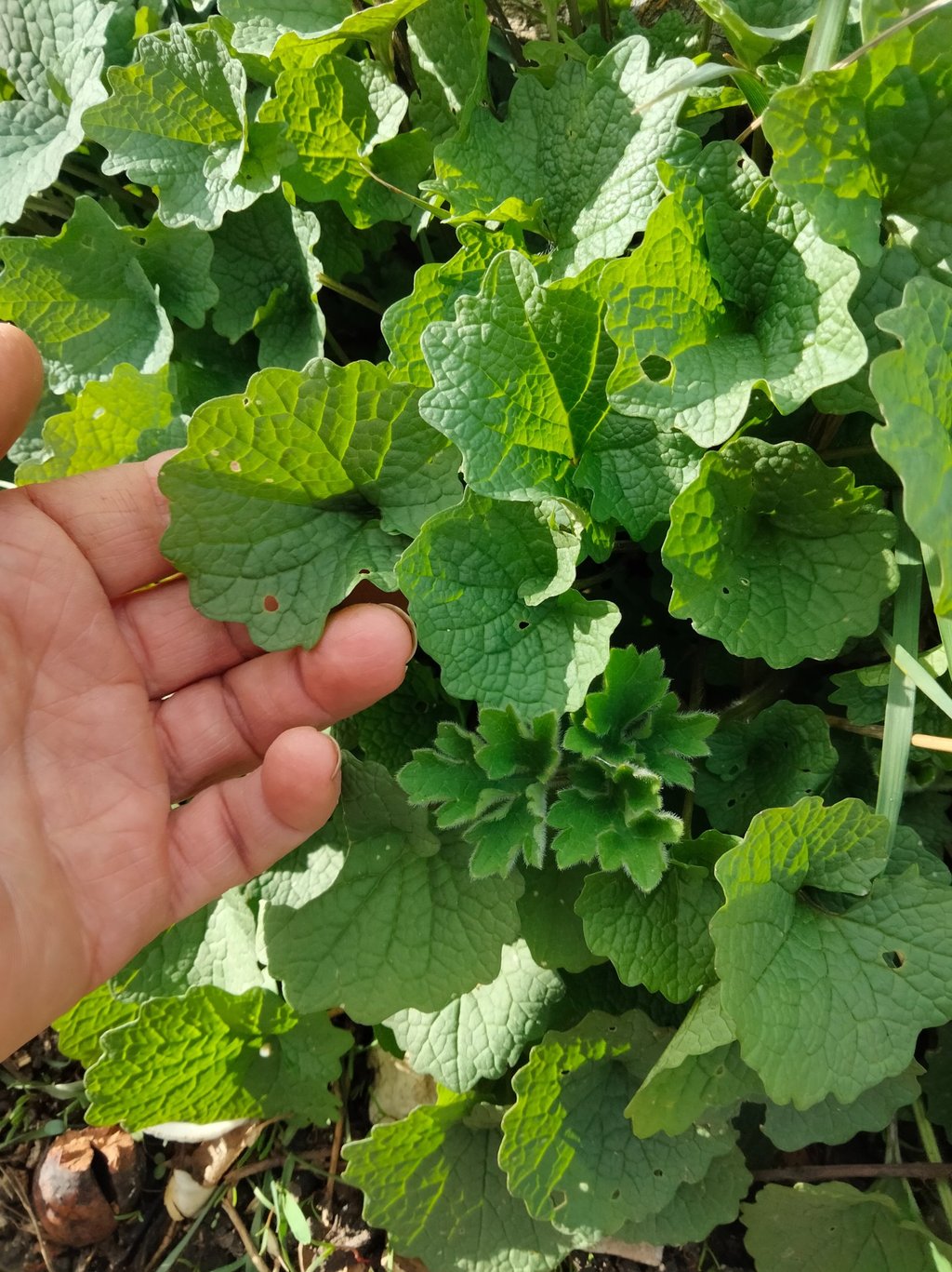 Sorties botaniques a la découvertes des plantes sauvages