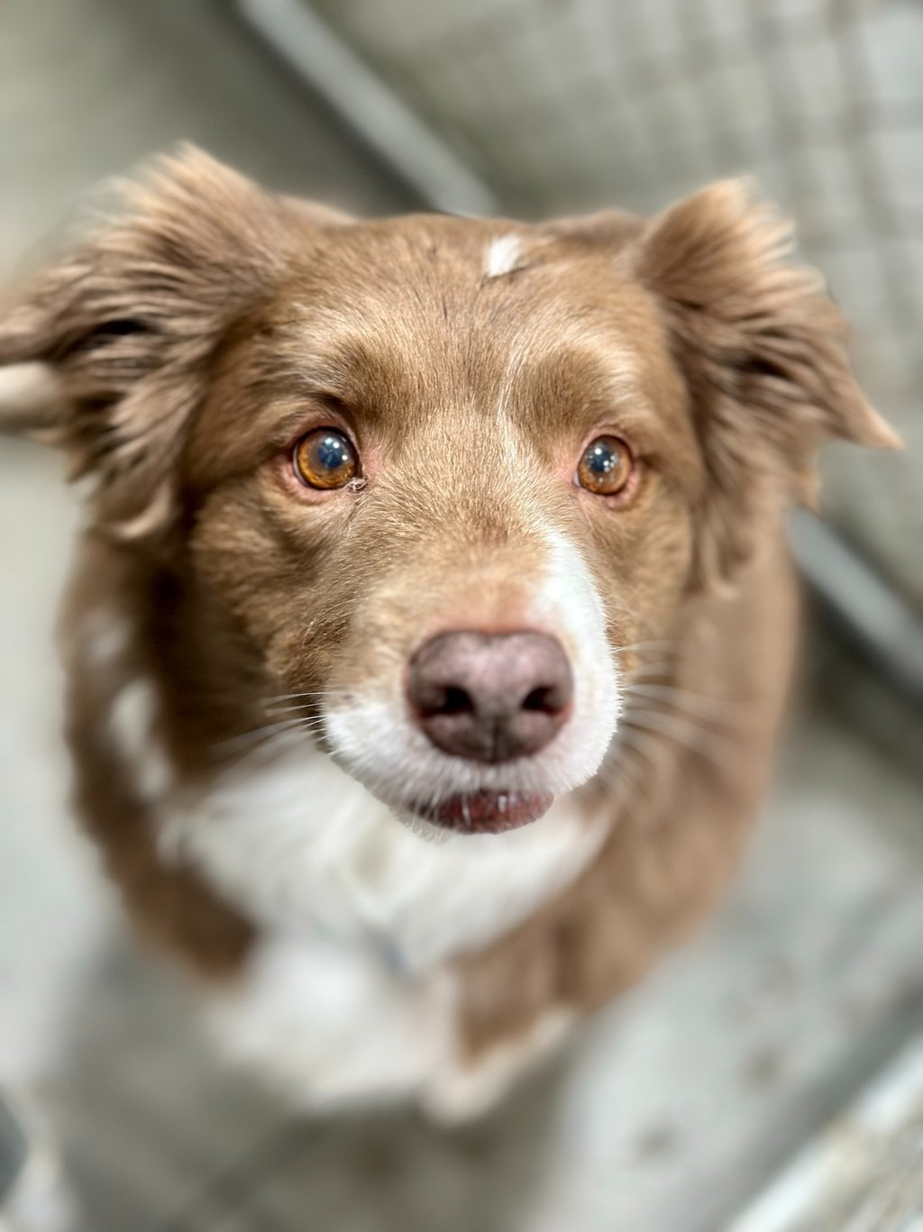 Dog boarding in North Idaho at Mountain View Kennel
