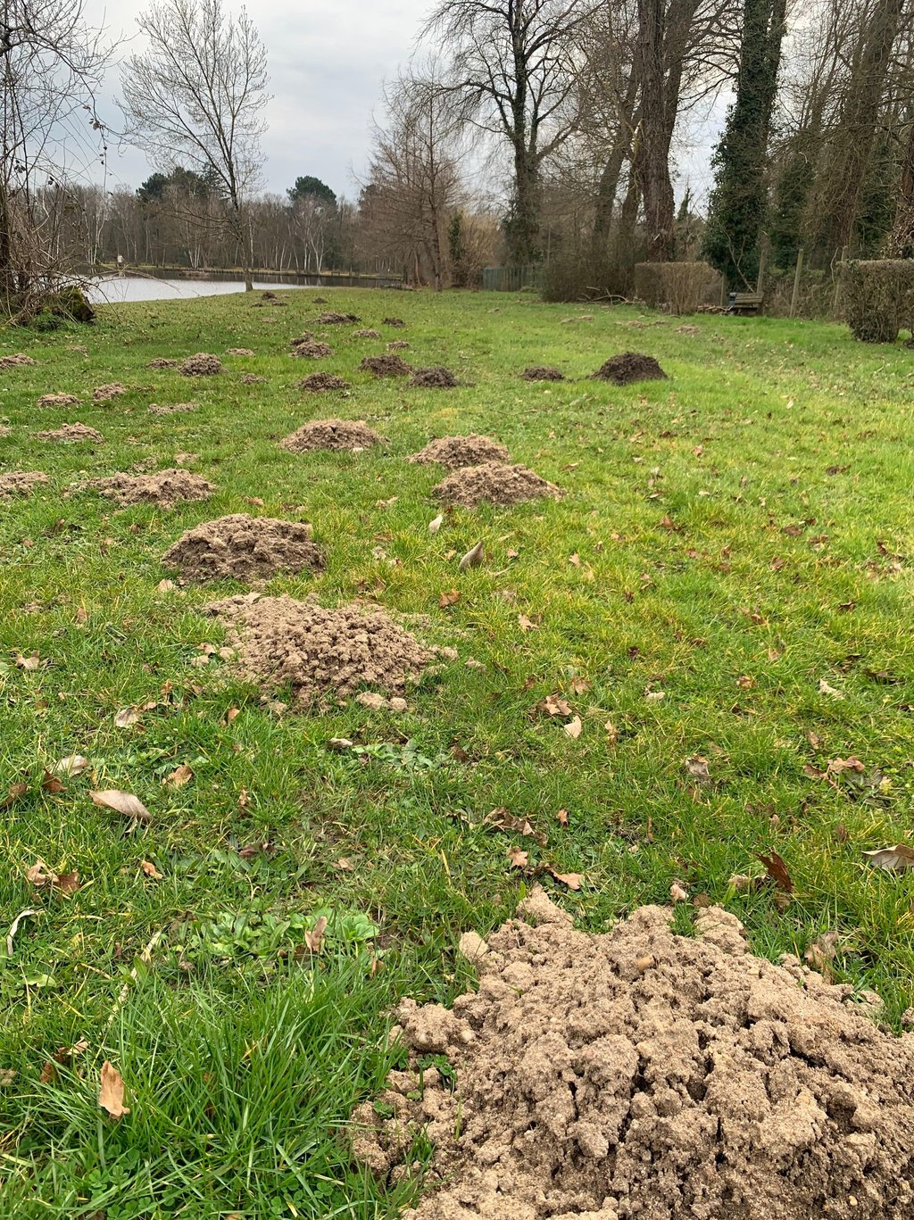 dégâts causés par les taupes dans un parc public