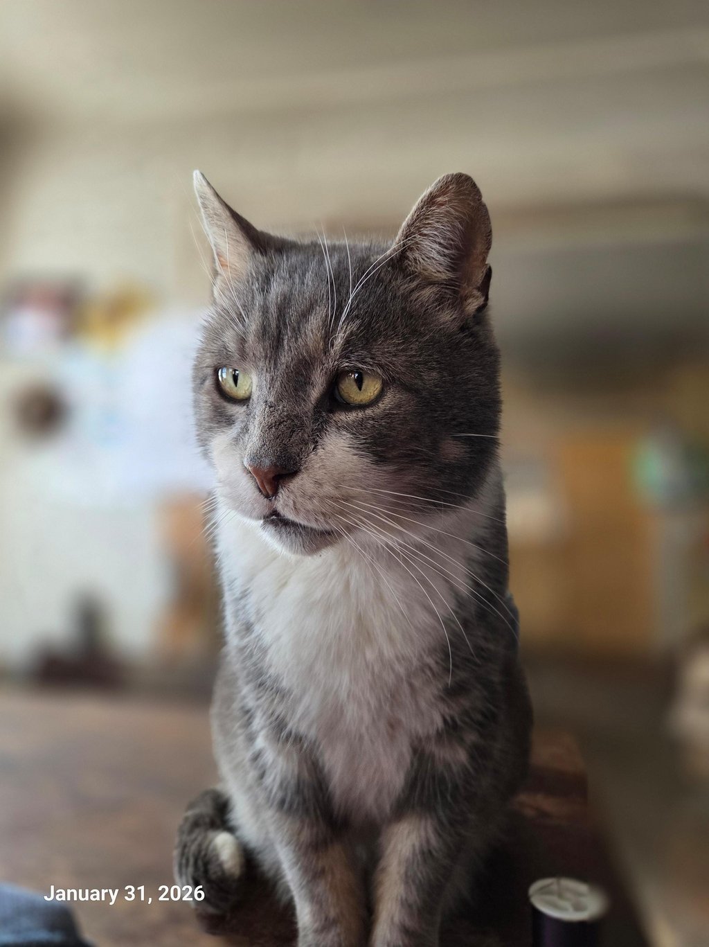 a gray and white cat