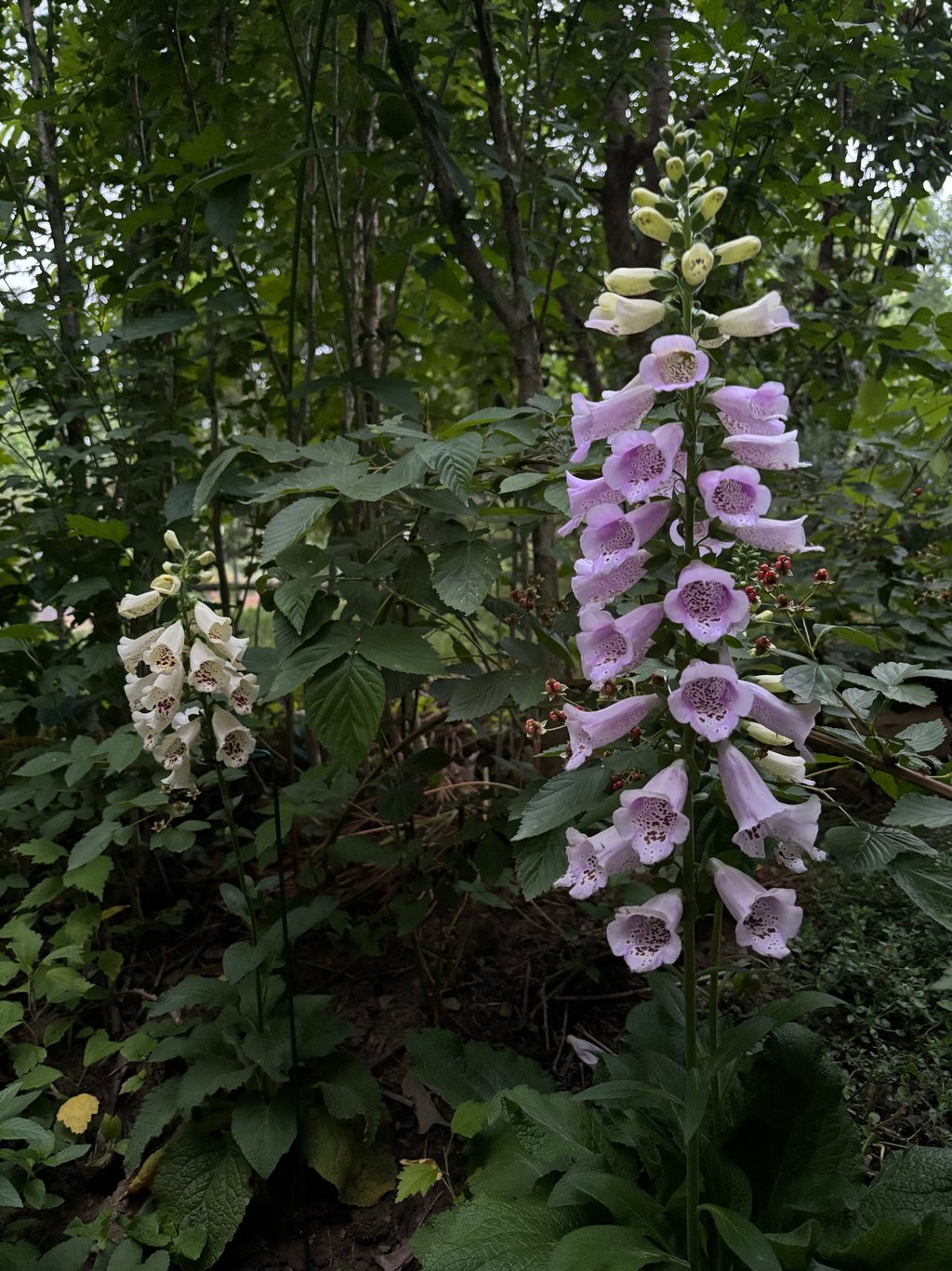 Foxgloves along the Poison Path at Mallow Rose Cottage, Summer 2024