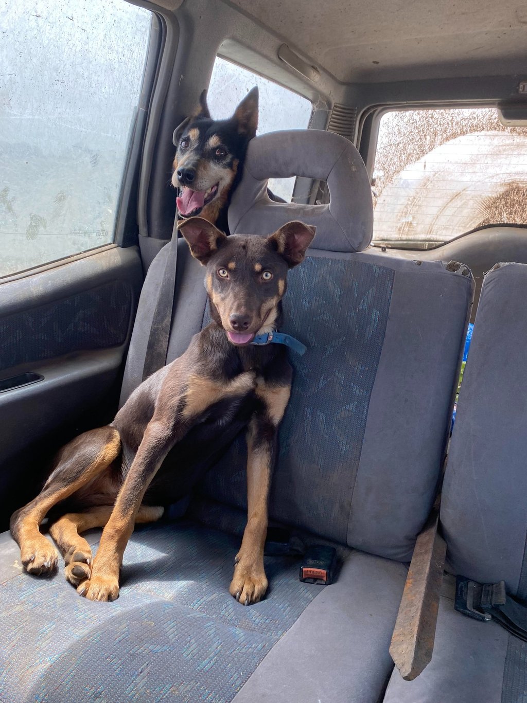 Two kelpie dogs sitting in a car, an older dog in the boot and a pup in the back seat.