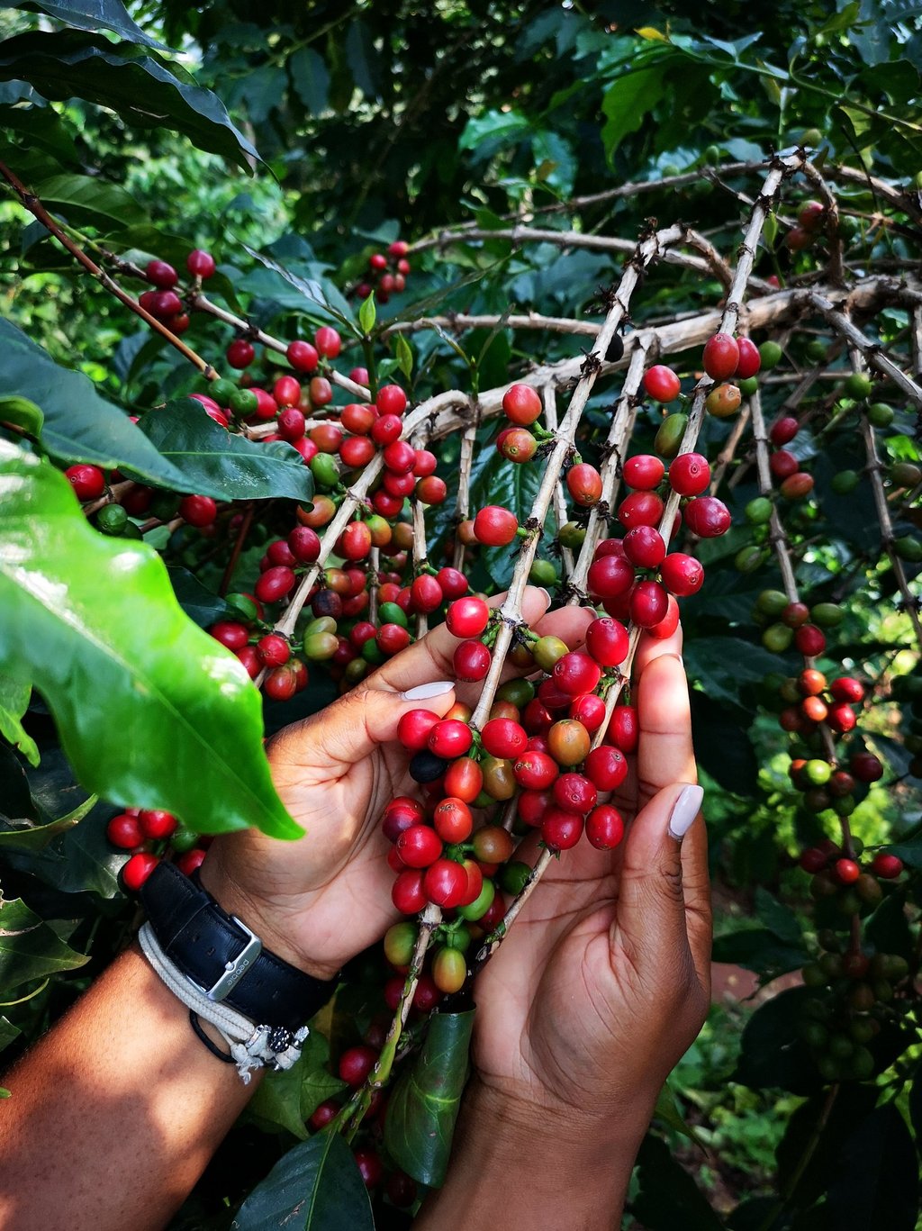 a person holding a bunch of coffee beans