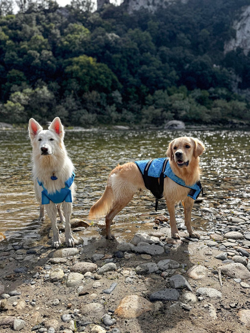 Berger Blanc Suisse et Golden retriever à la rivière