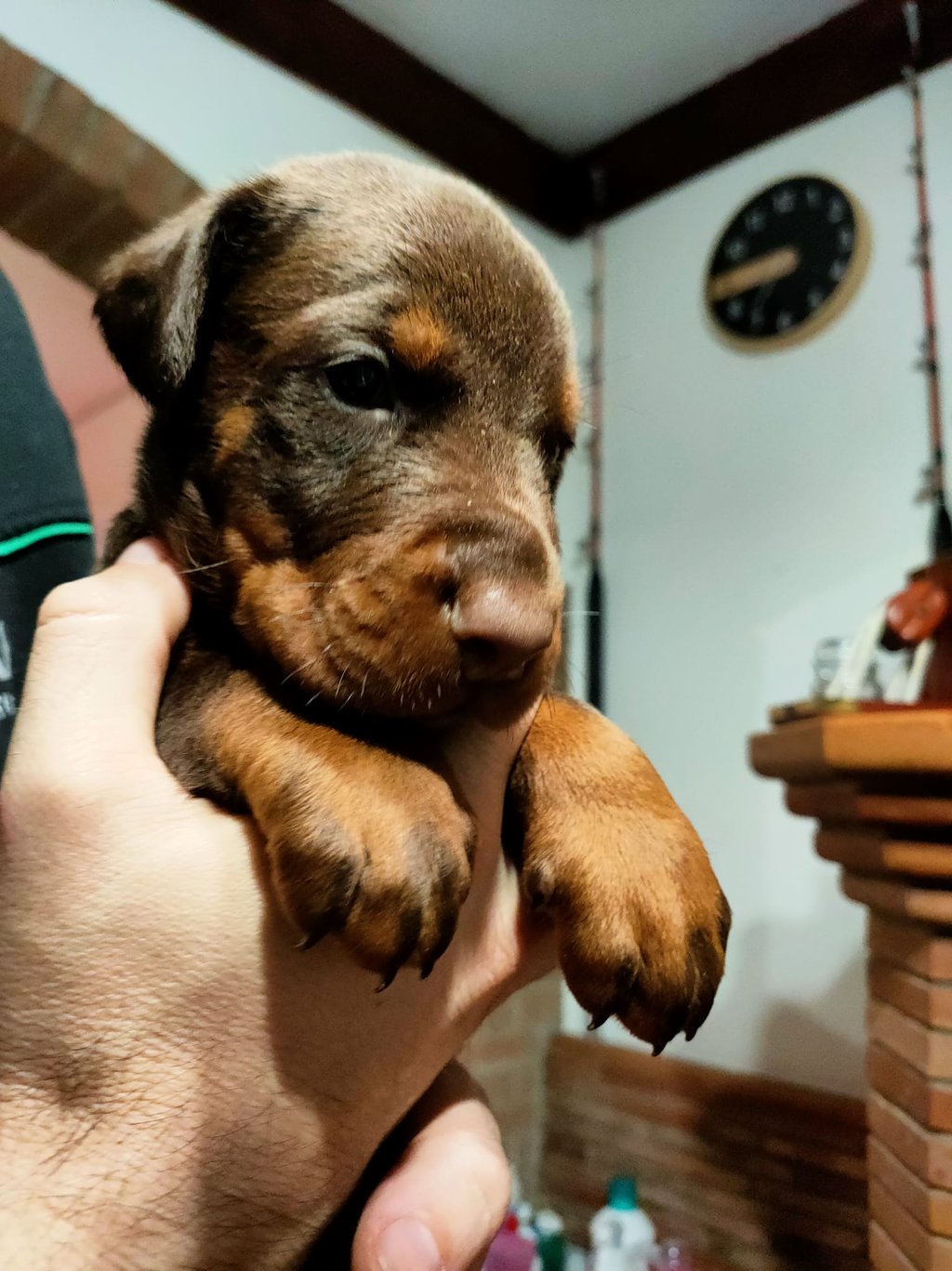 bellissimo cucciolo dobermann marrone focato
