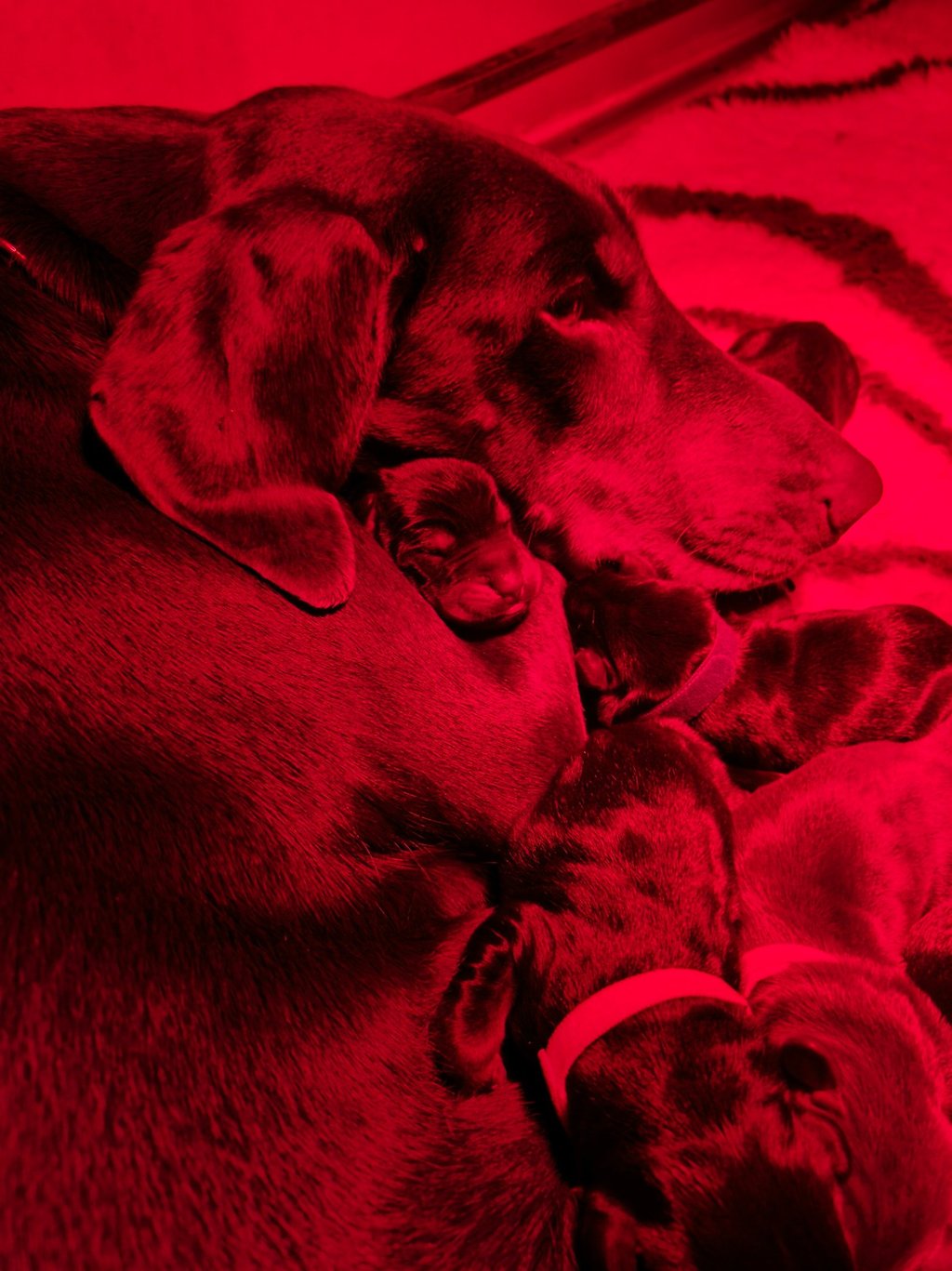 cuccioli dobermann con la mamma Mesola Ferrara emilia romagna