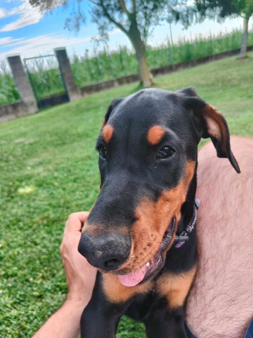 bellissima cucciola dobermann alta genealogia Mesola Ferrara emilia romagna